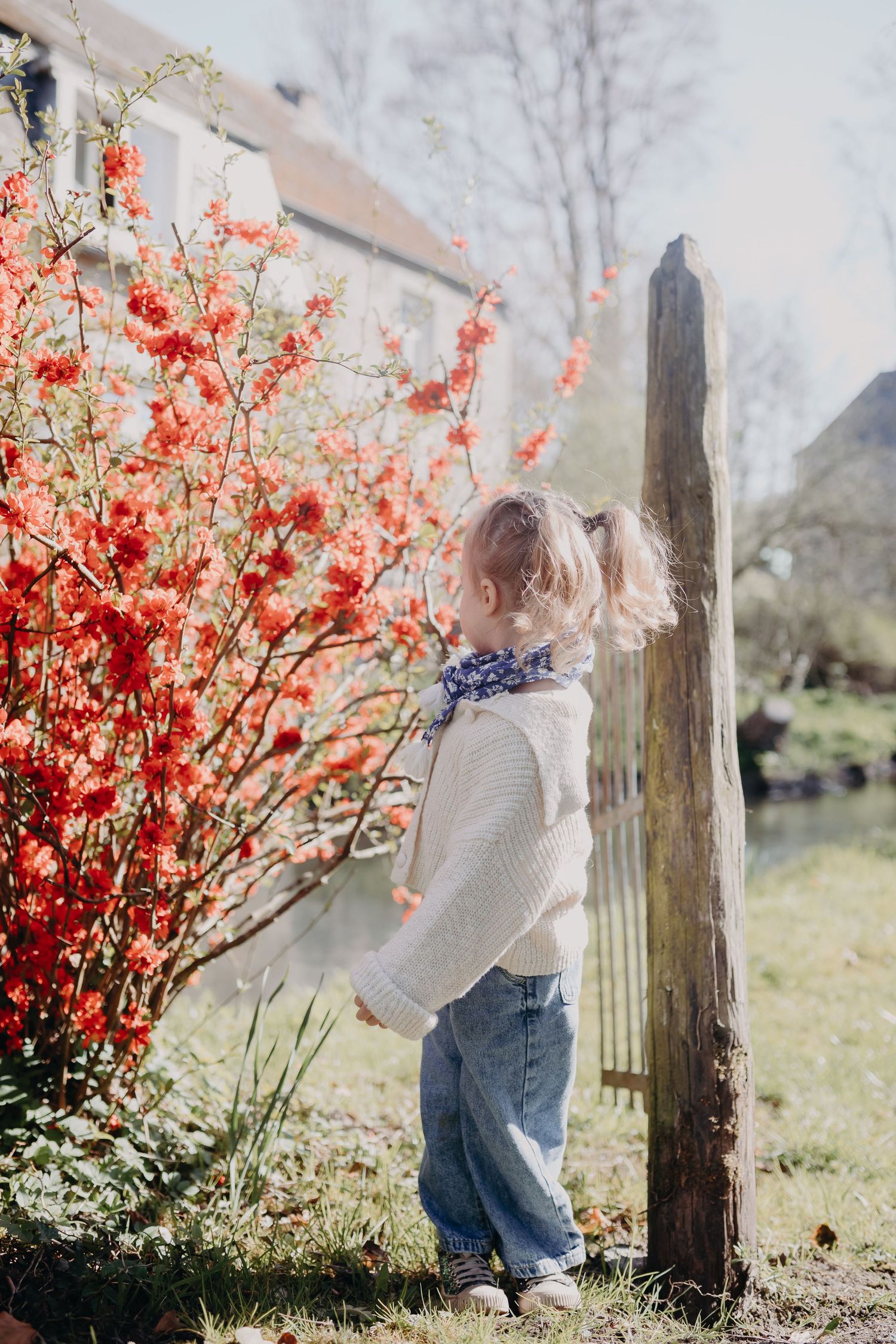 Small child in cream sweater and jeans standing by vibrant red flowering quince bush in spring garden.