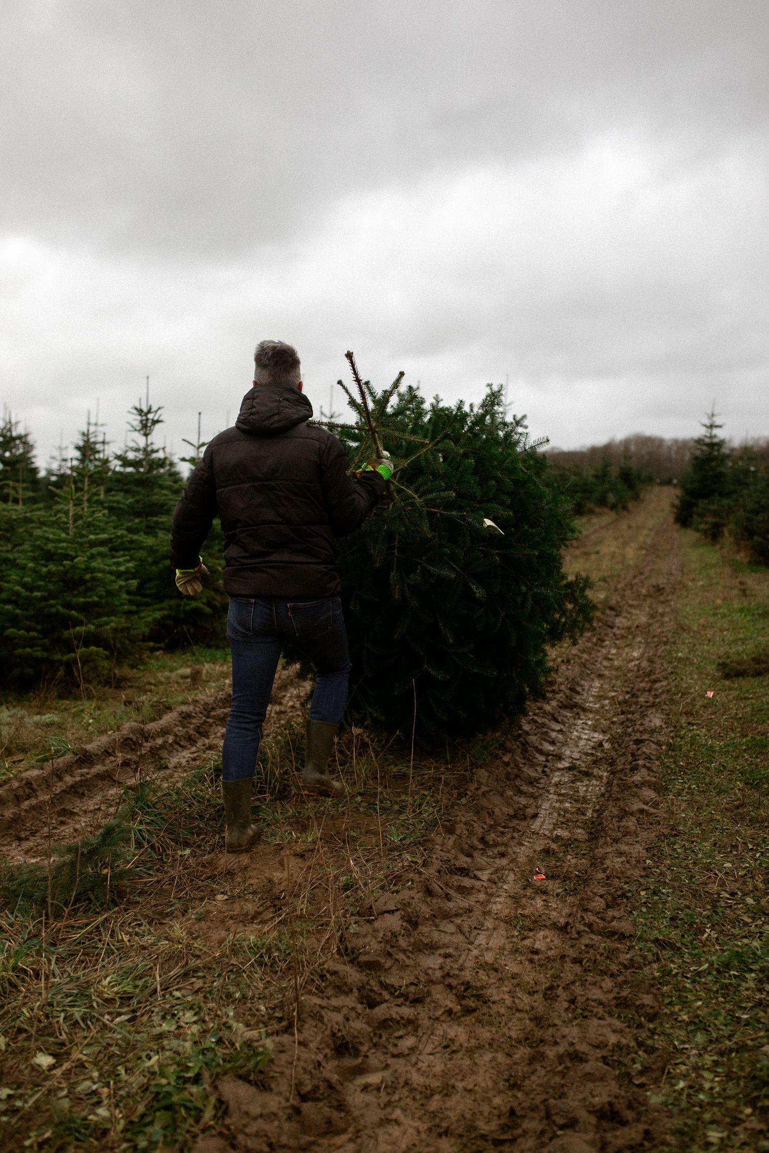 Someone carries a freshly cut Christmas tree down a muddy path at a tree farm on an overcast day.