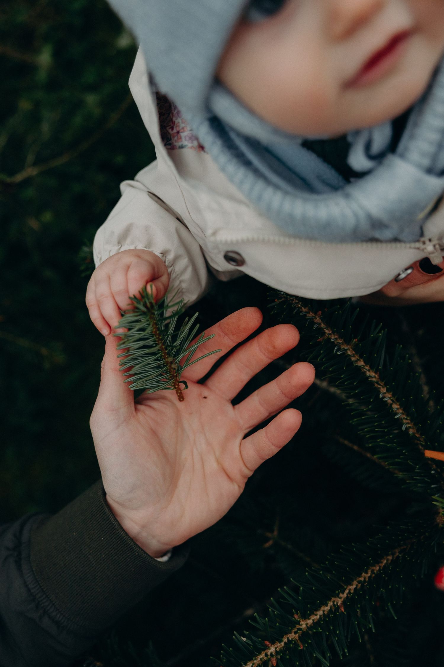 Small hands holding and examining delicate green pine needles and branches in natural outdoor lighting.