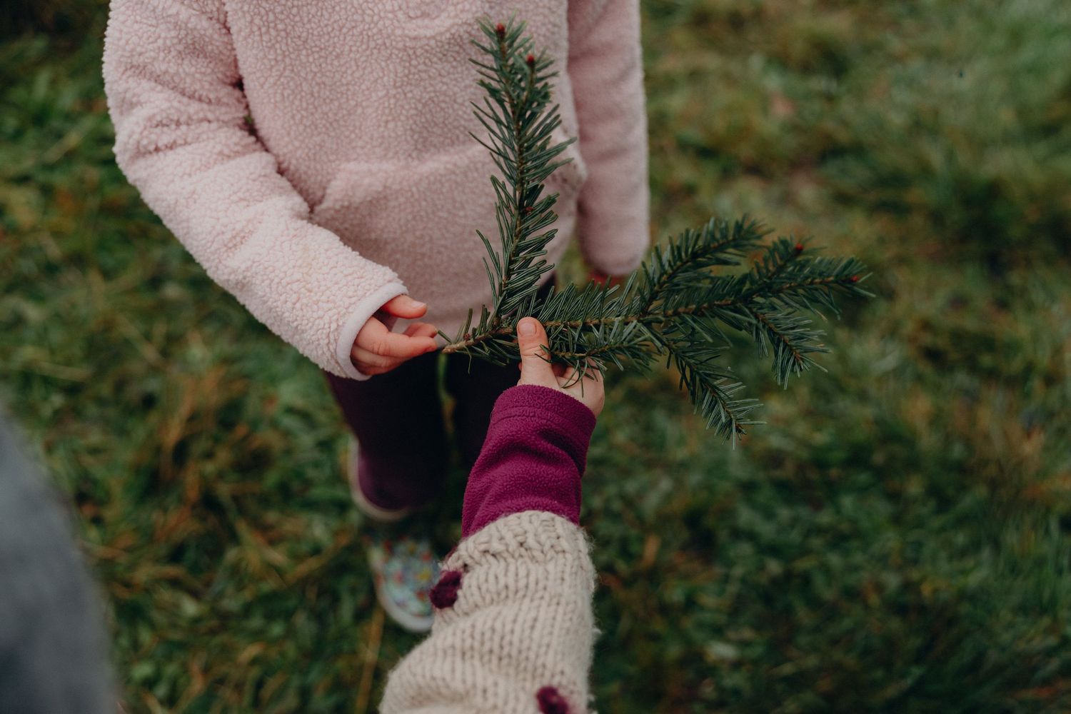 Close-up of hands holding small evergreen tree branches against a blurred green background.