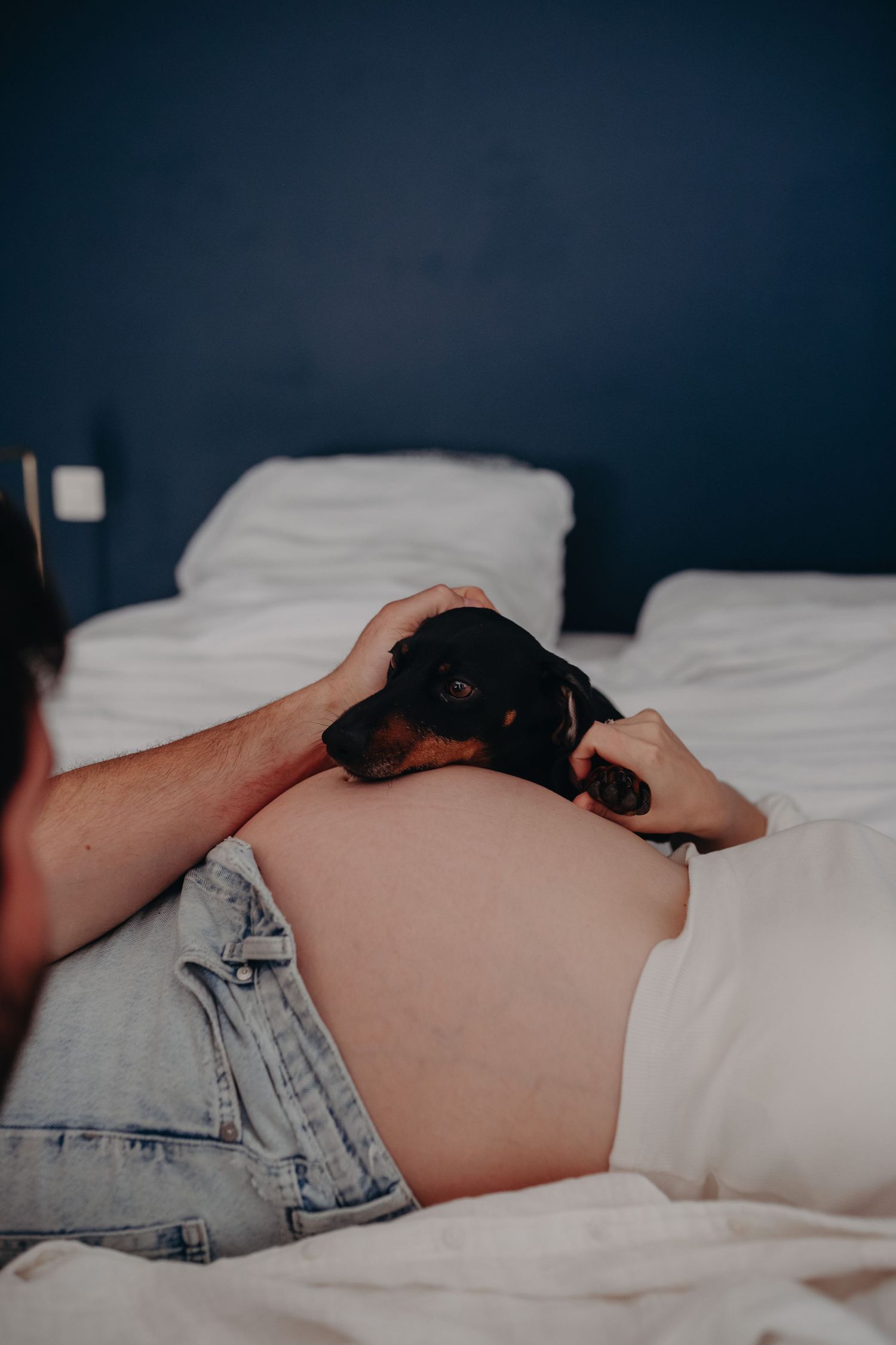 Small black puppy rests on person's bare stomach while lying on white bed with denim shorts.