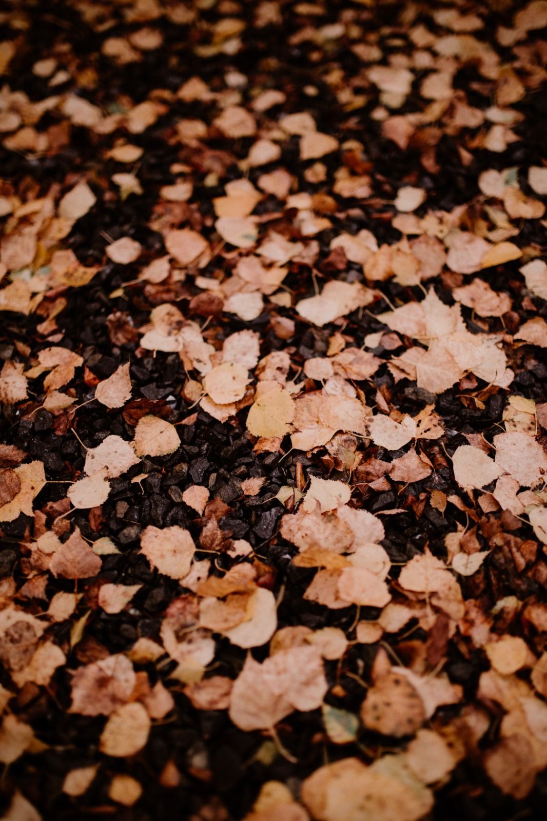 Close-up macro shot of pink Himalayan salt crystals scattered on a dark surface with shallow depth of field.