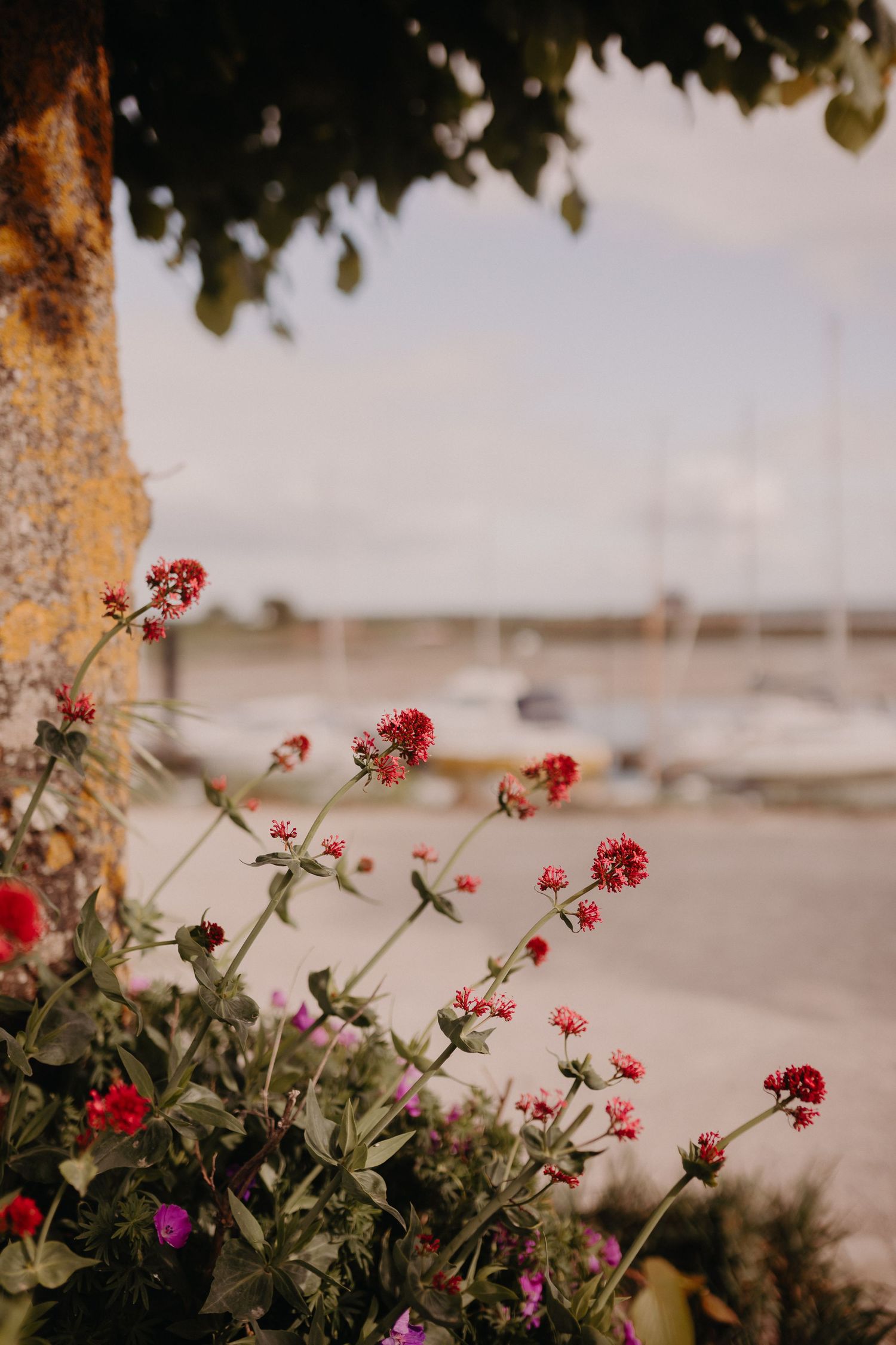 Red flowers bloom beside a blurry marina with boats in soft focus against an overcast sky.