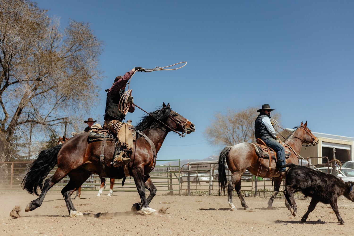 cowboys on horses while roping a calf during branding season.