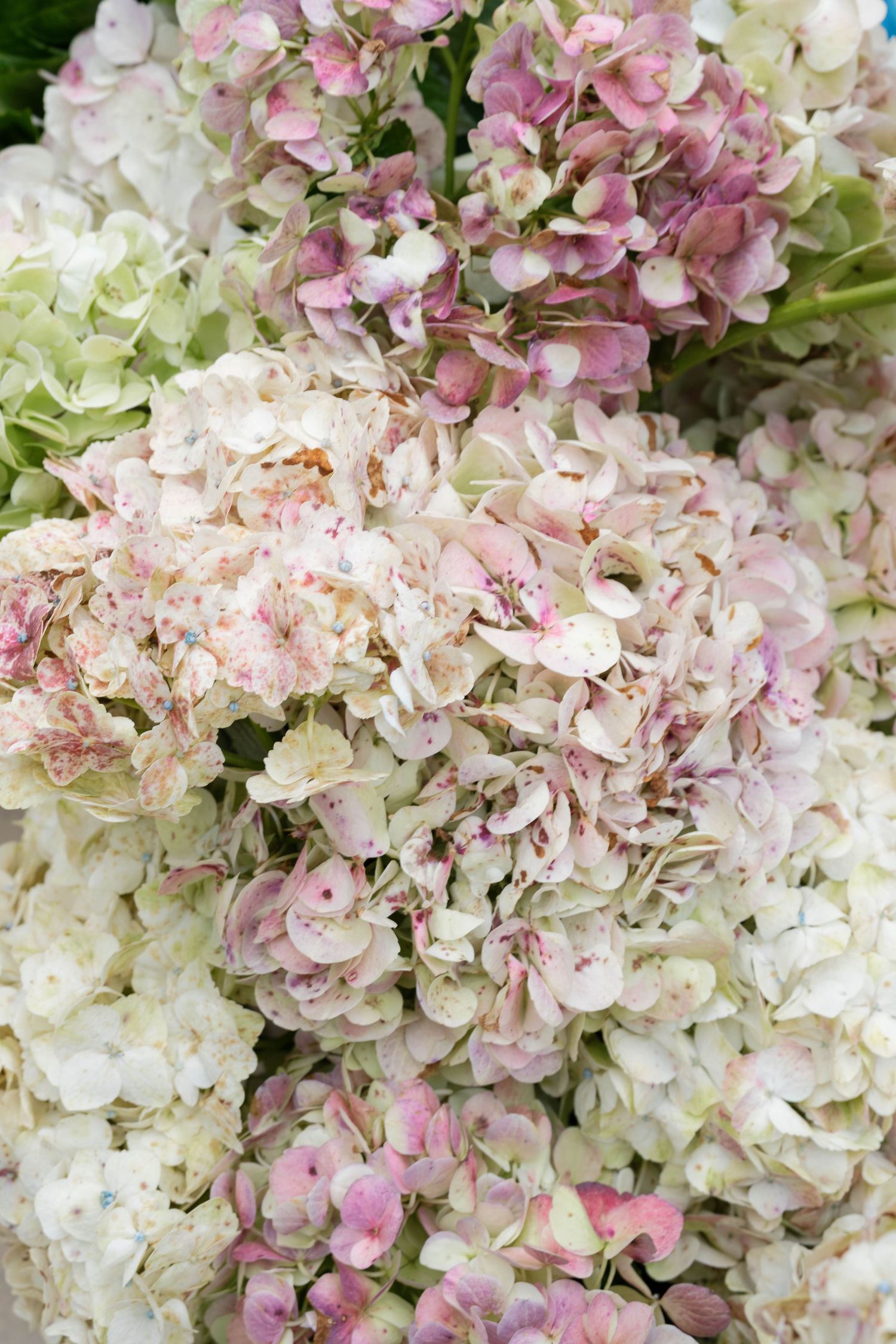 florals on florals

Scotty Simpkins Photography | Wedding and Elopement Photographer in the North Alabama, Nashville, and Southeast