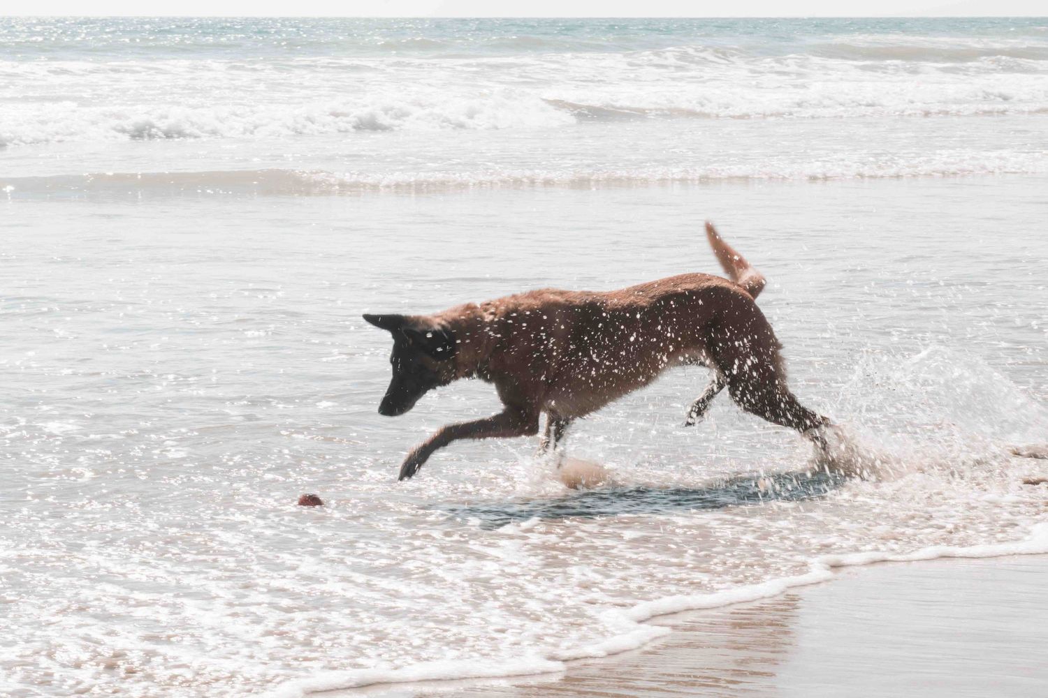 Black dog running and splashing through shallow ocean waves on a sandy beach during daytime.