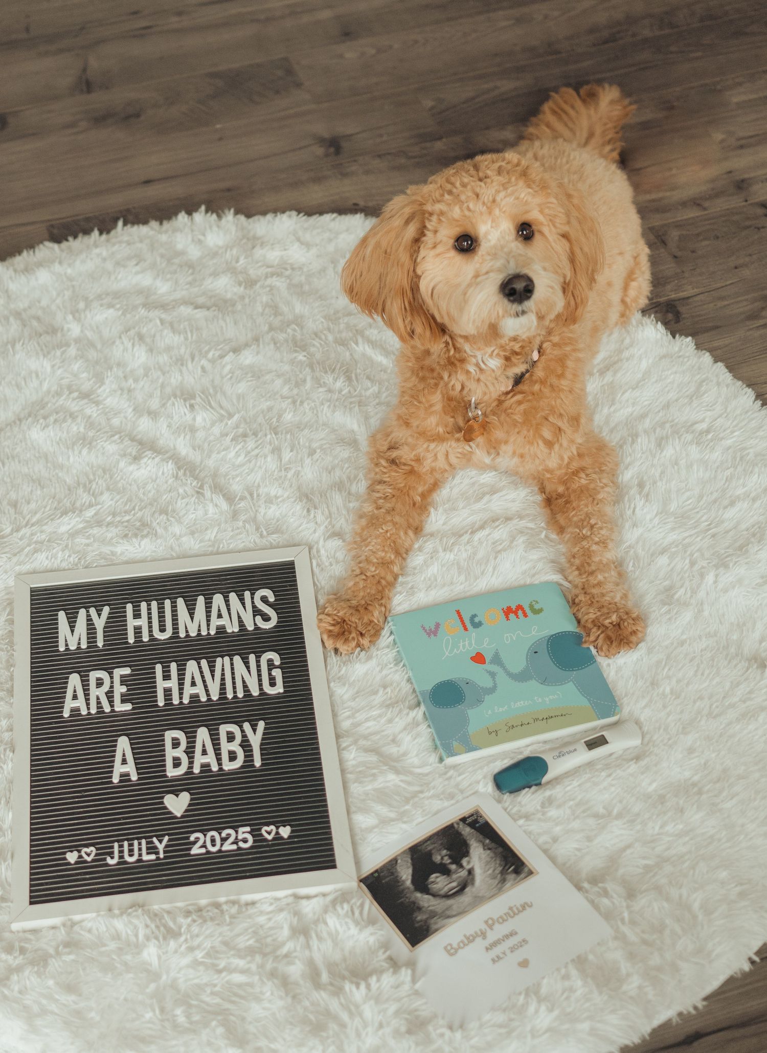 Goldendoodle dog lying on white rug next to letter board and ultrasound announcing pregnancy taken by Krystie Nicole Photo in Smithfield, NC