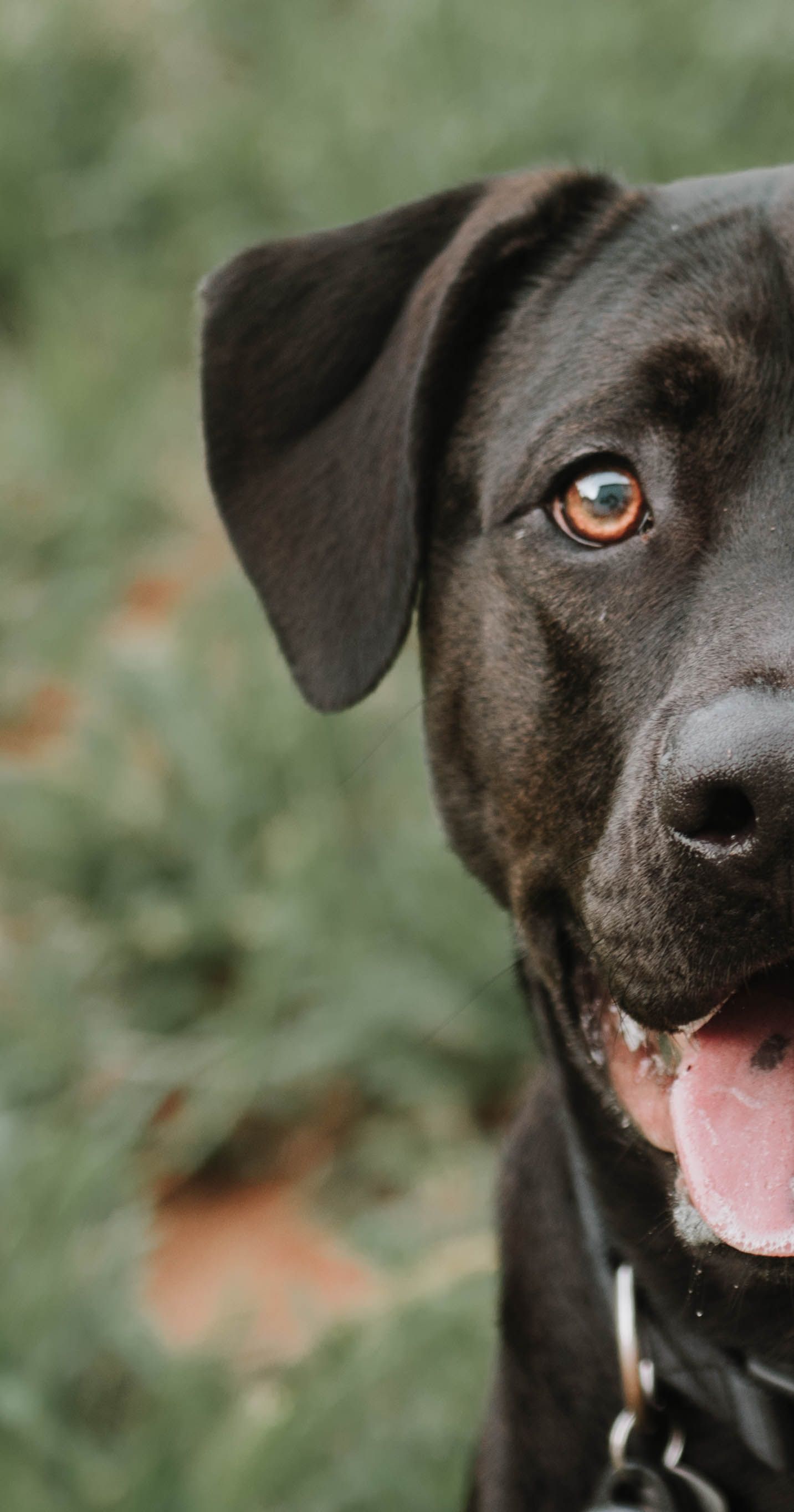 Close up portrait of a happy black Labrador with bright amber eyes and floppy ears against a blurred green background.