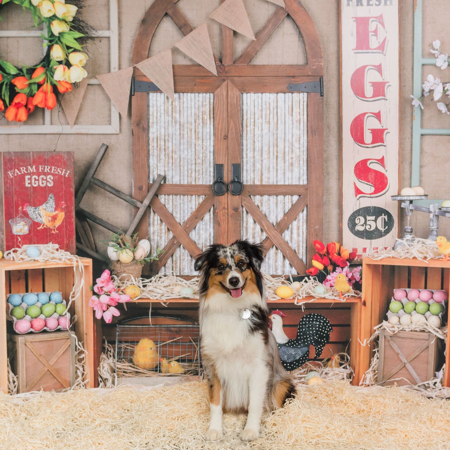 Australian Shepherd dog sits in rustic Easter setup with barn doors, eggs, flowers and vintage farmhouse decorations.