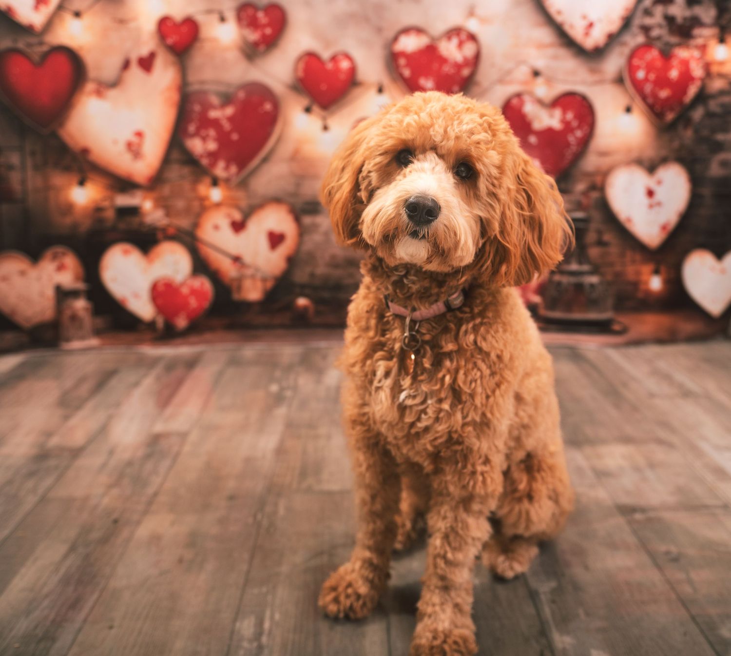 Adorable goldendoodle dog sitting on wooden floor with pink and red heart decorations in background.