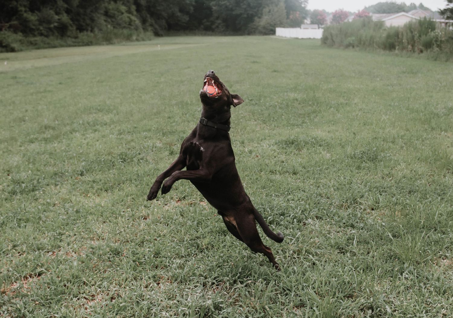 A brown Doberman Pinscher dog leaps joyfully in a grassy field on an overcast day.