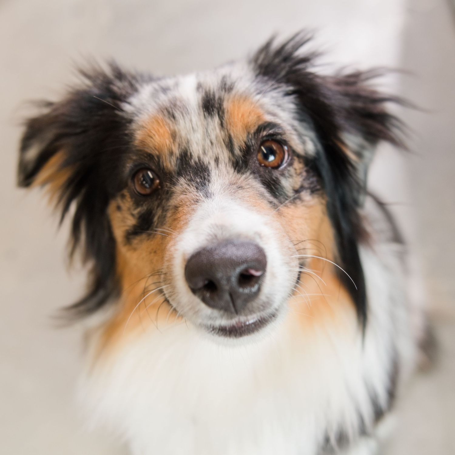 Close-up portrait of an Australian Shepherd dog with blue eyes and tri-colored merle coat looking at camera.