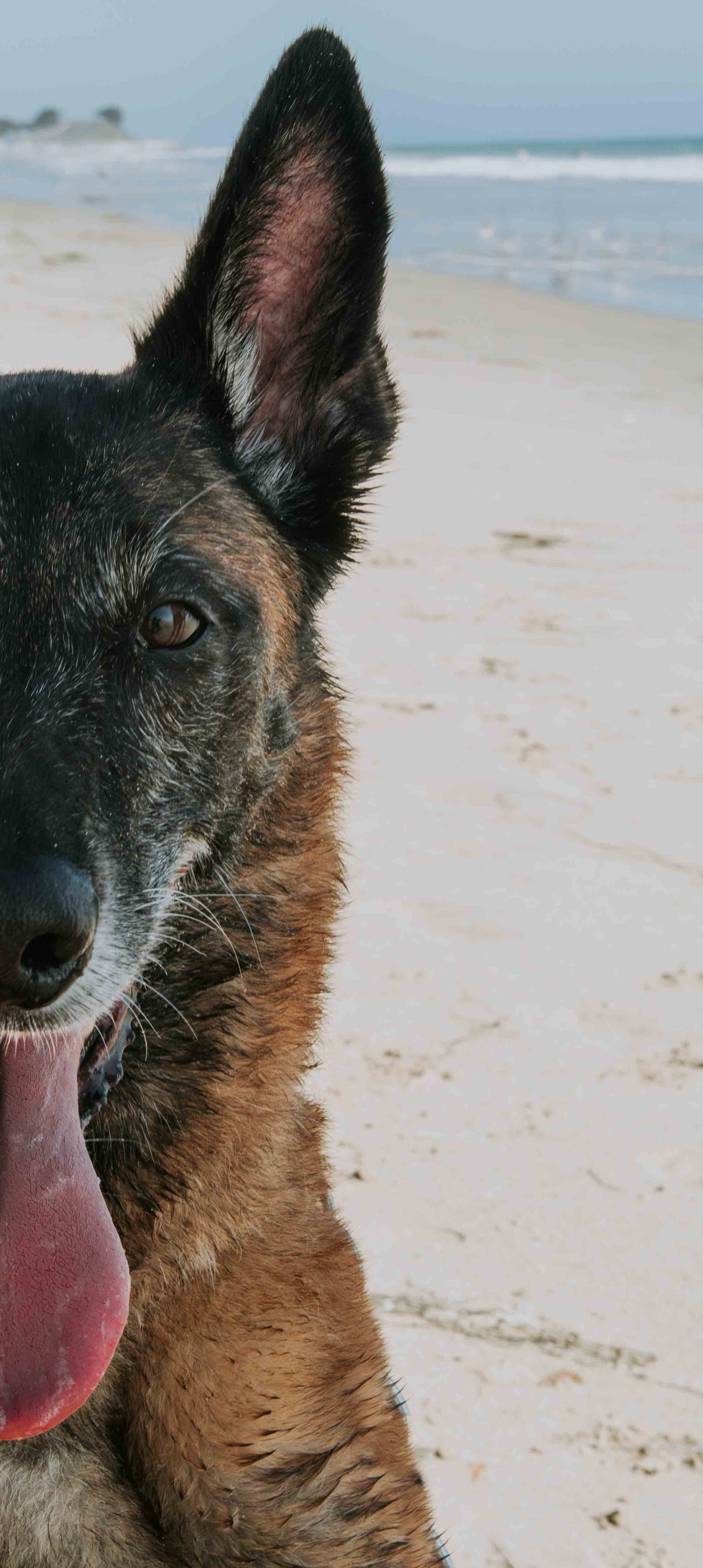 Side view of a German Shepherd's face with tongue out against a sandy beach backdrop.