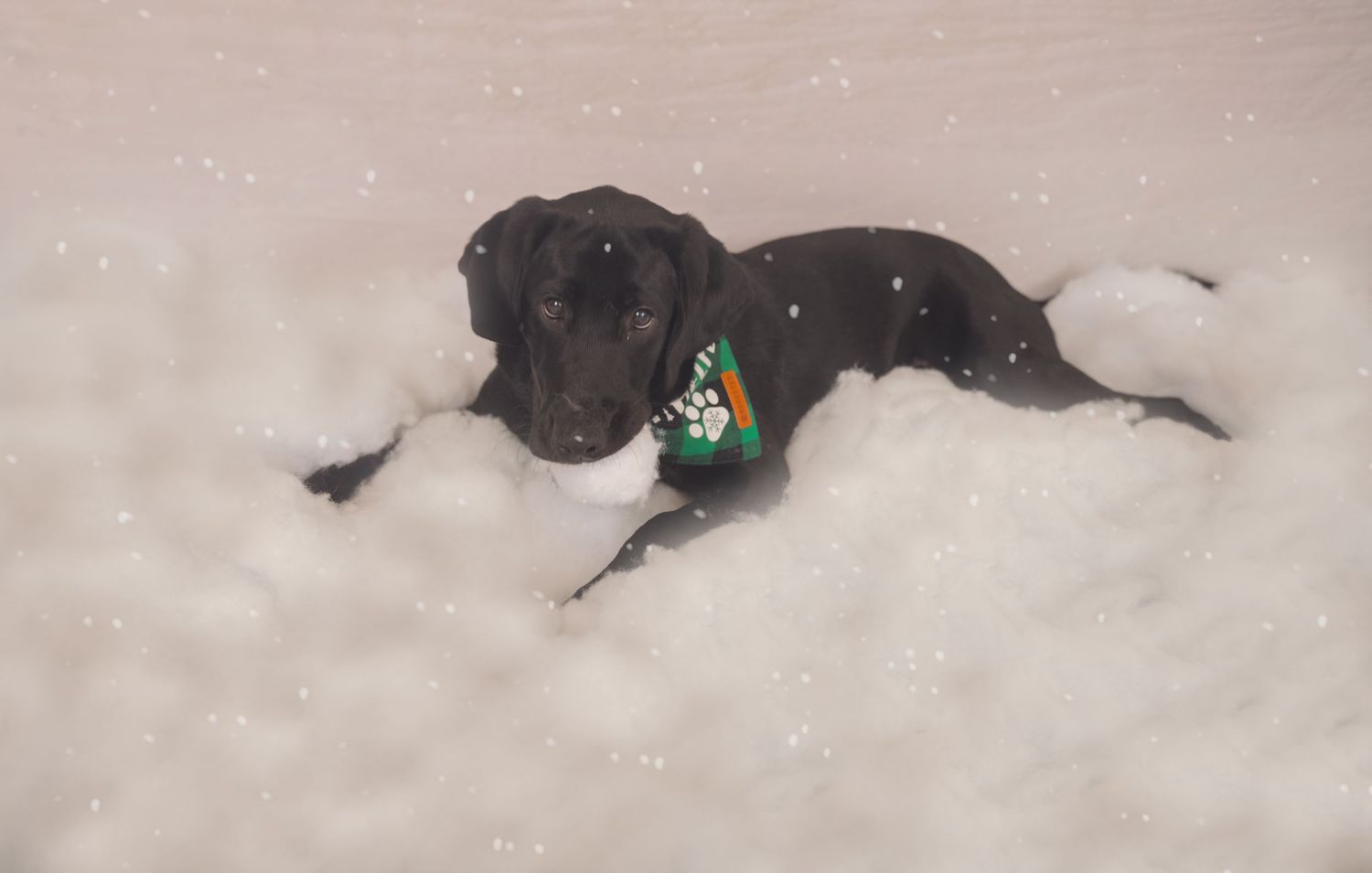 A black dog wearing a festive green collar lies peacefully in fresh white snow.