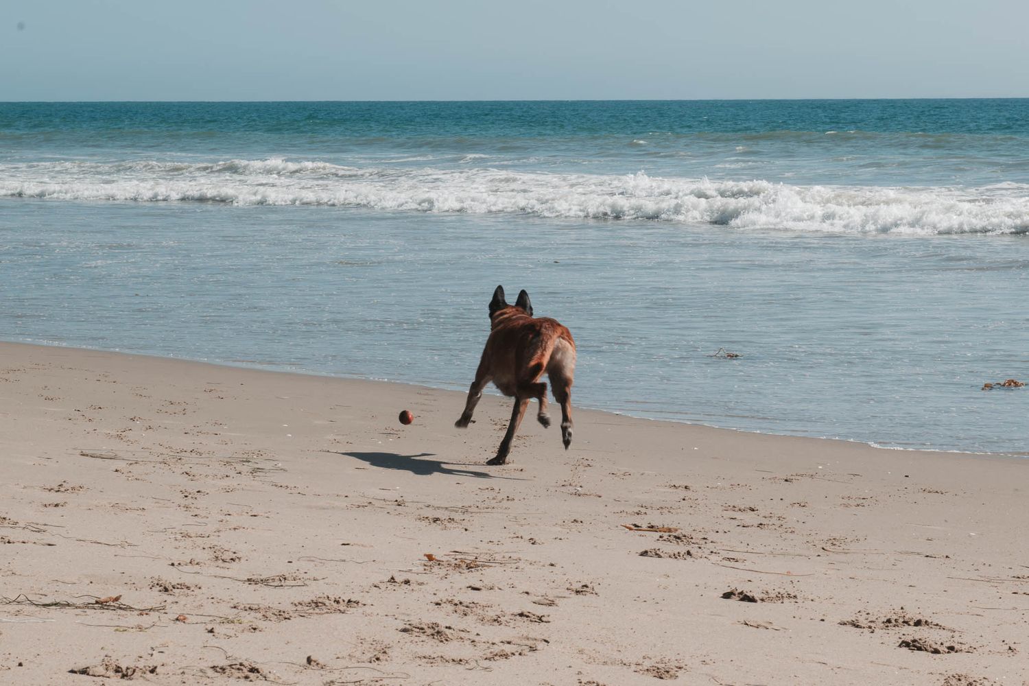 A brown dog runs playfully on a sandy beach with ocean waves rolling in the background.