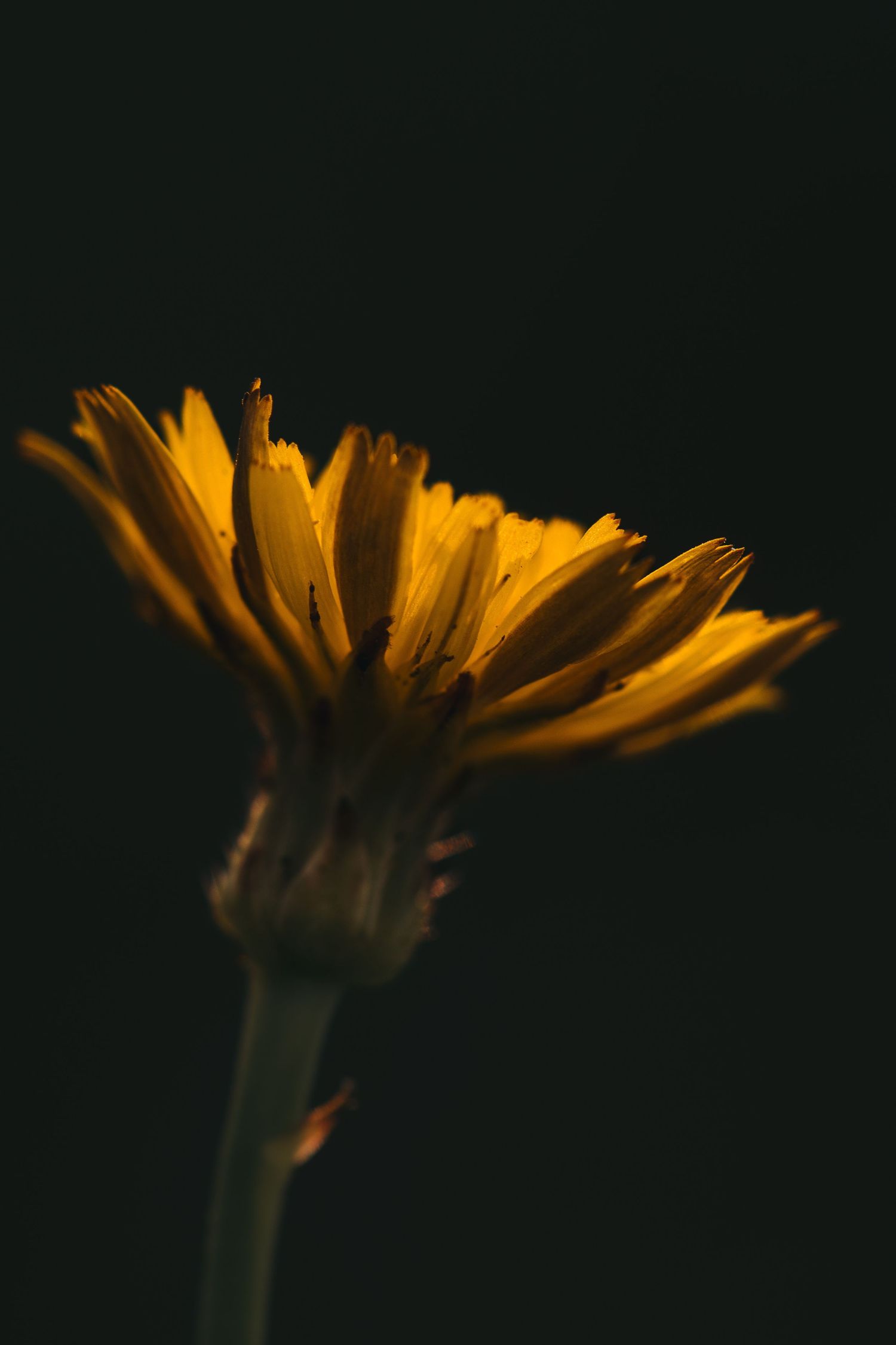 Close-up macro shot of an orange dandelion flower petals against dark background in moody lighting.