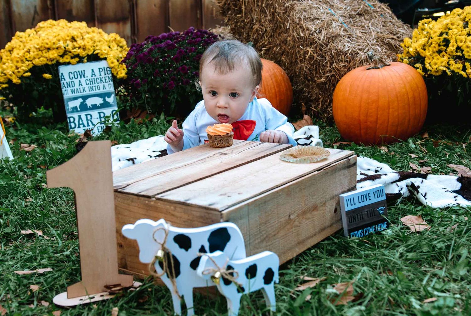 First birthday fall photo featuring a rustic wooden table, pumpkin, mums, and farmhouse decor with cow decorations.