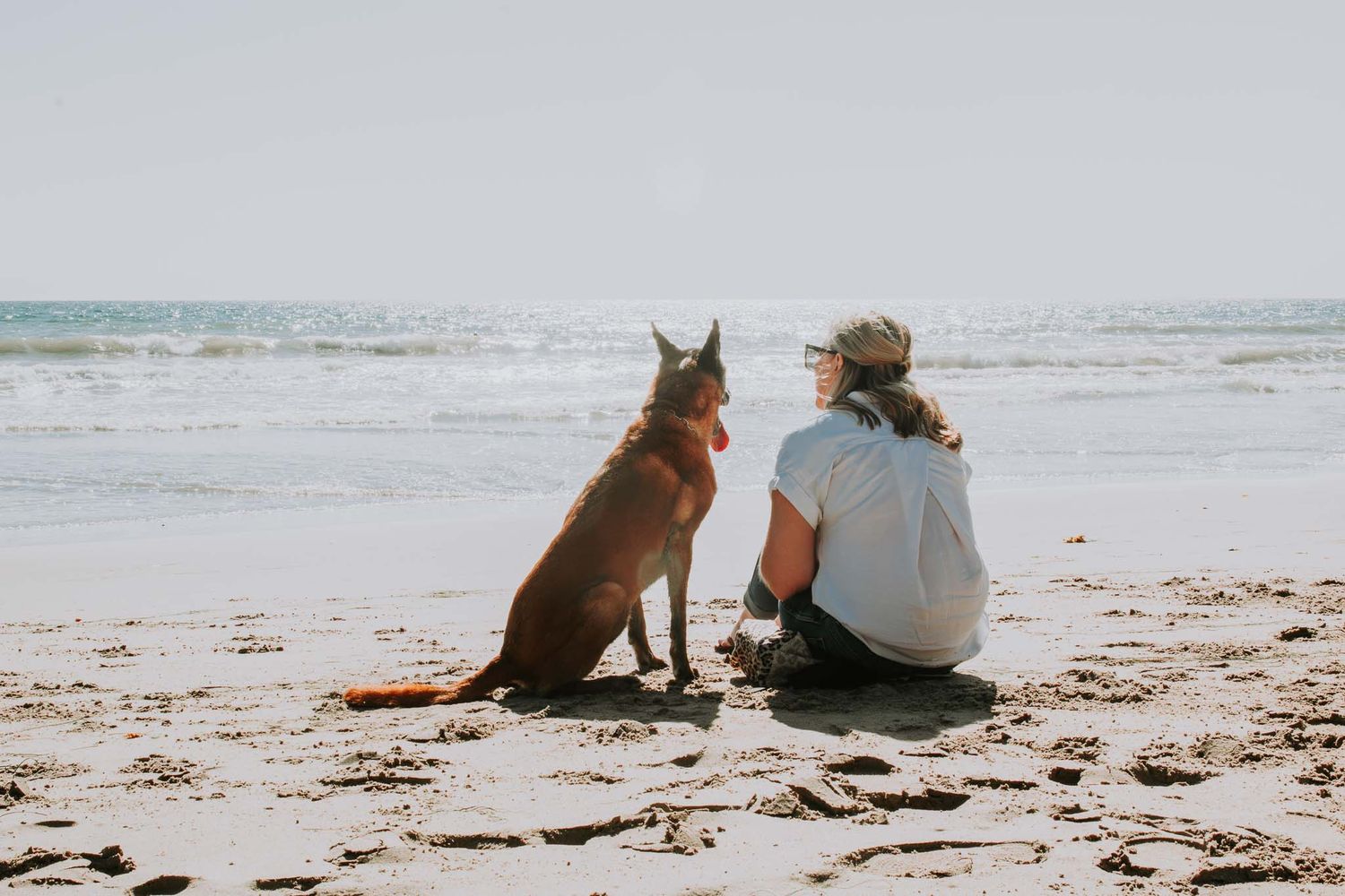 A person and their dog sit together on a sandy beach watching the ocean waves roll in at sunset.