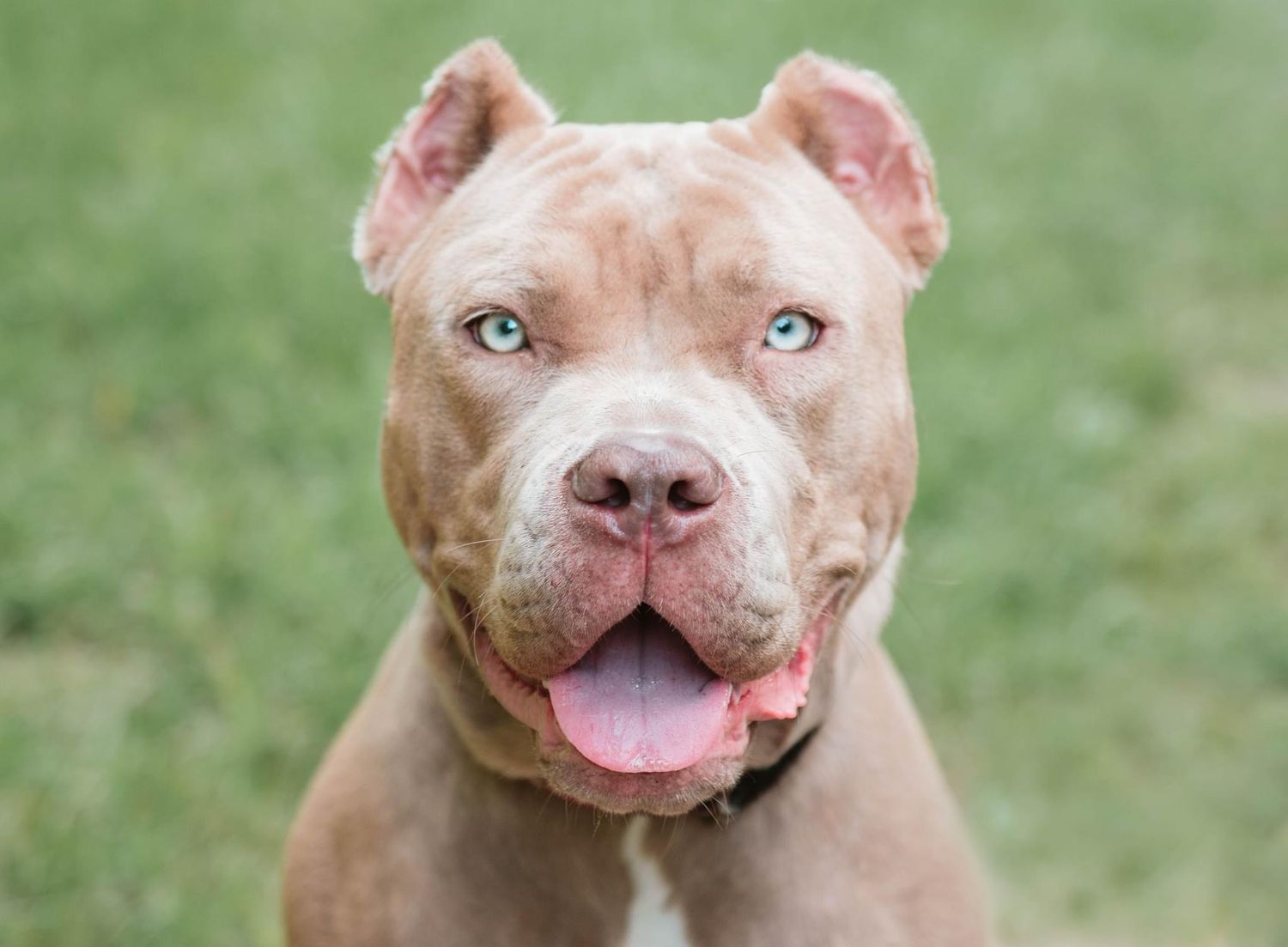 A smiling tan pit bull with light eyes gazes at the camera against a green grass background.