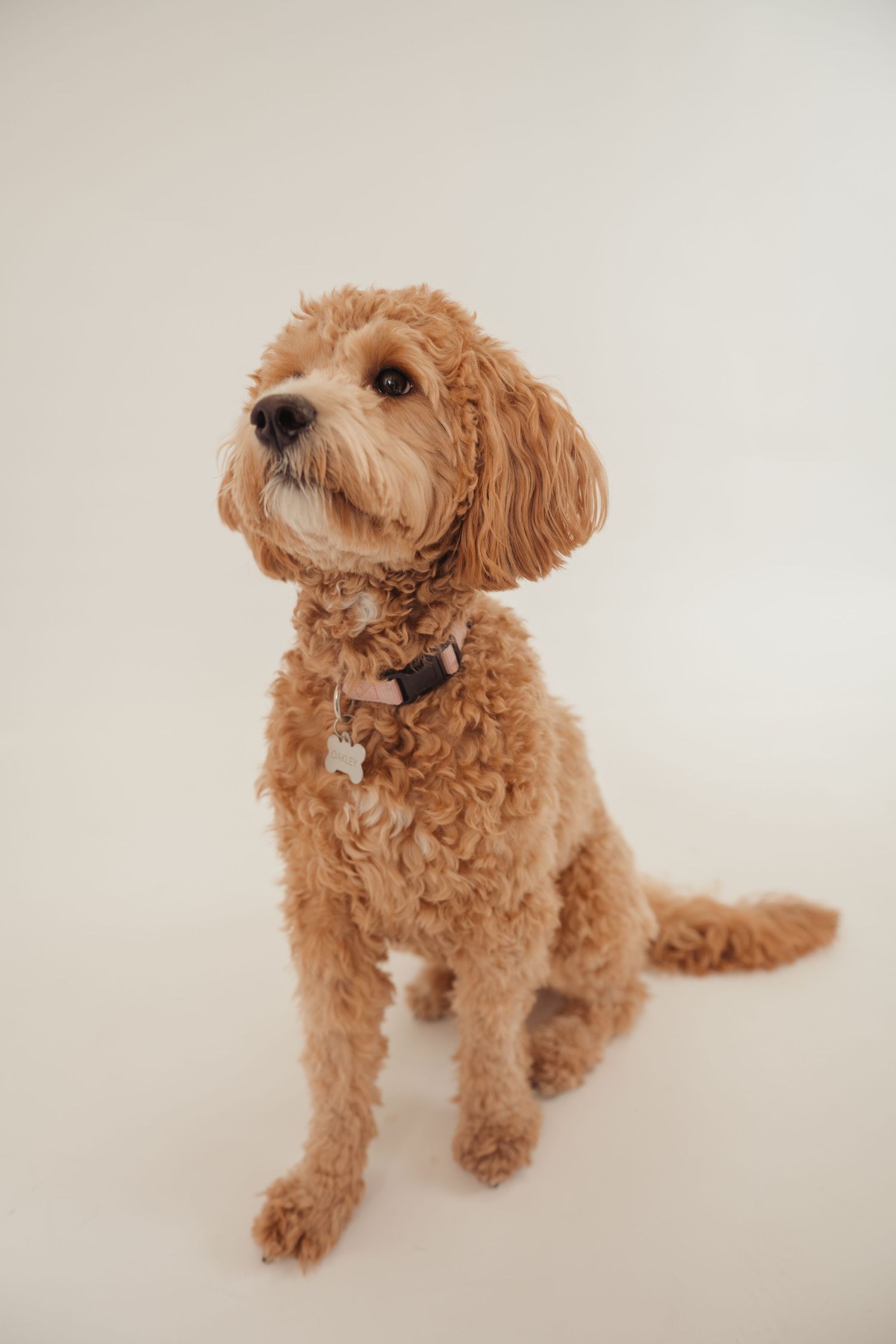 A fluffy golden Goldendoodle dog with curly fur sitting attentively on a white background wearing a collar.