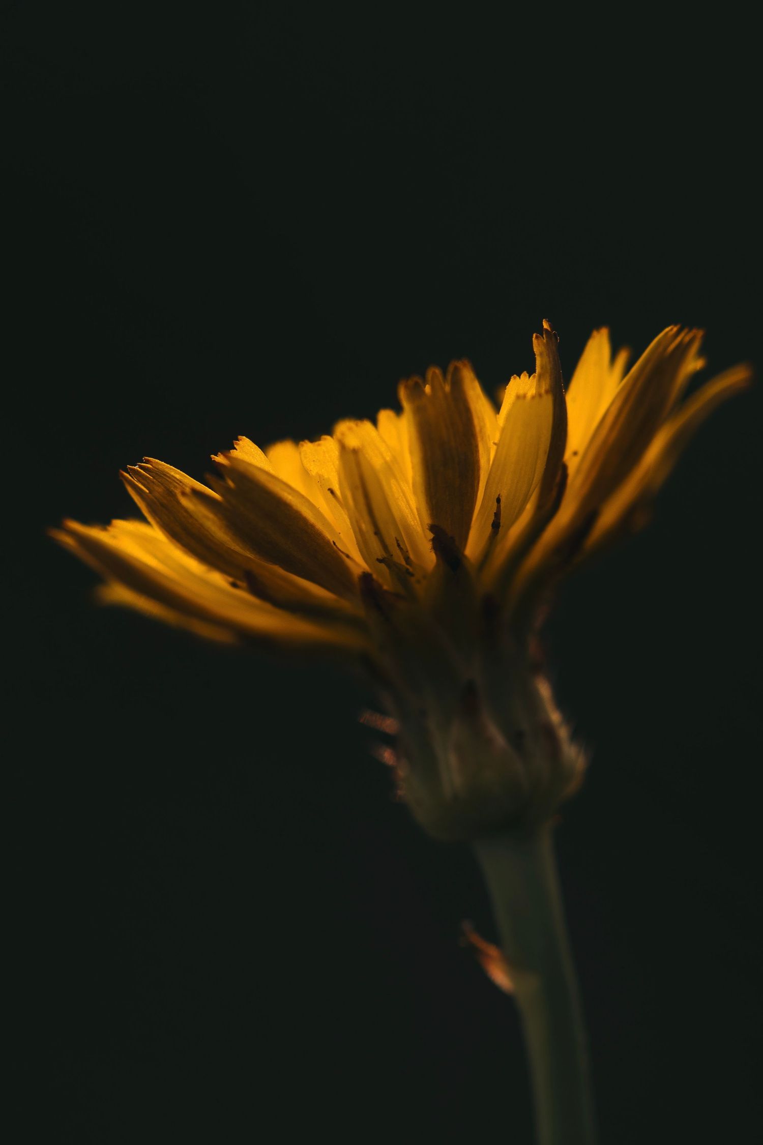 A vibrant orange dandelion flower head glowing against a dark background in a dramatic macro shot.