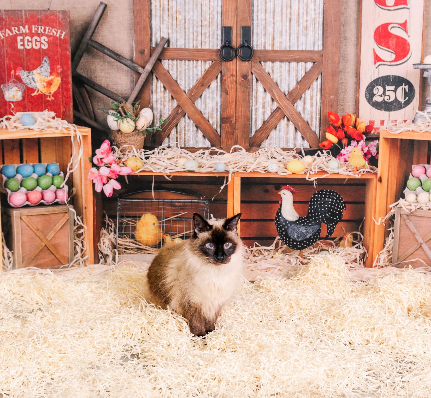 Siamese cat sits in front of rustic farm-themed backdrop with vintage egg signs, wooden crates, and decorative roosters.
