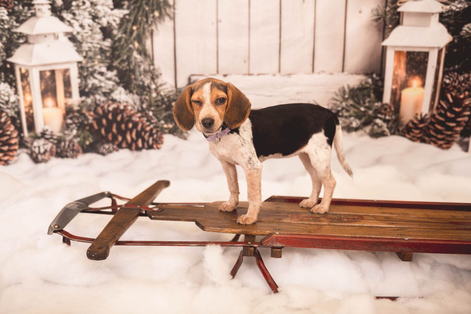 A beagle stands on a vintage wooden sled with decorative lanterns and pinecones in a snowy winter scene.