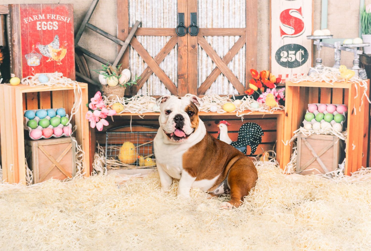 A happy English bulldog sits in a rustic barn setting with wooden crates and vintage decor in the background.