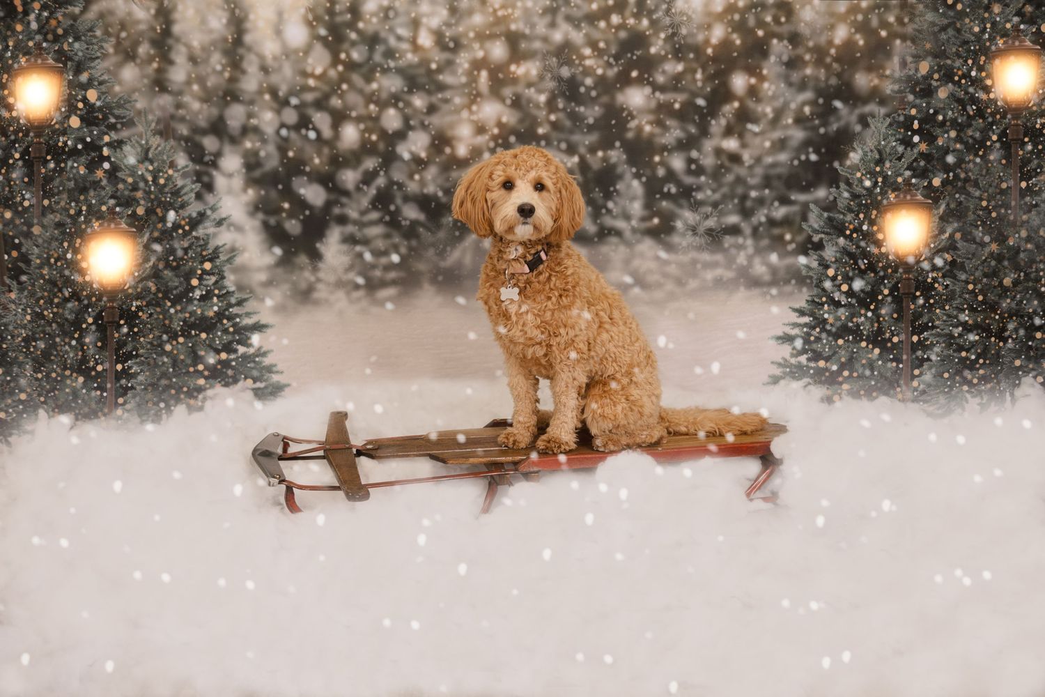 A golden doodle dog sits on a wooden sled in a snowy winter scene with glowing lights in the background.
