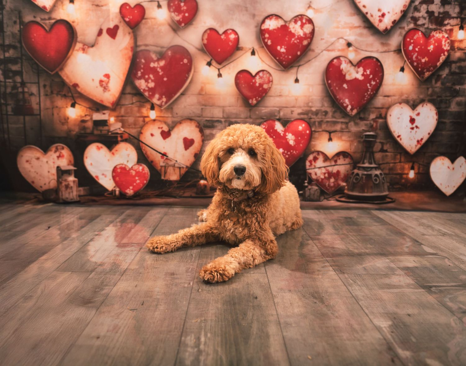 Goldendoodle dog lying on wooden floor with red heart decorations on wall behind in romantic Valentine's Day setting.