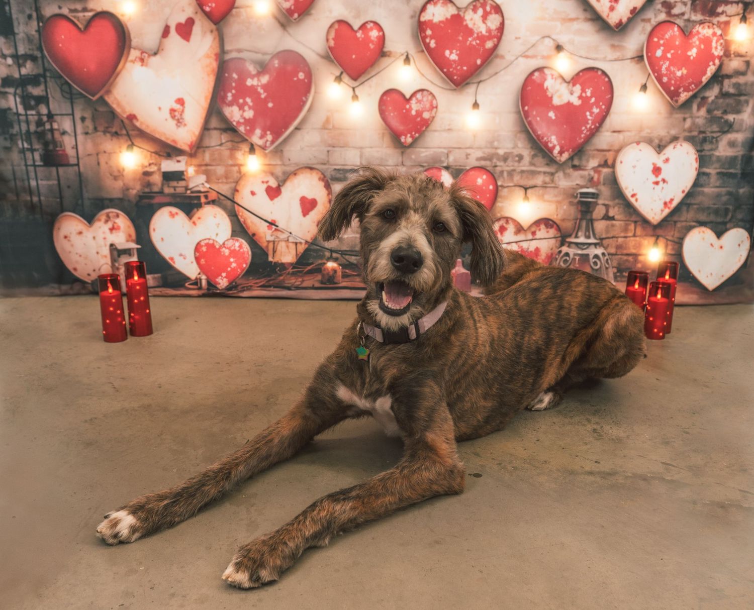 A brindle dog lies on the floor in front of a Valentine's Day backdrop with red hearts and decorative lights.
