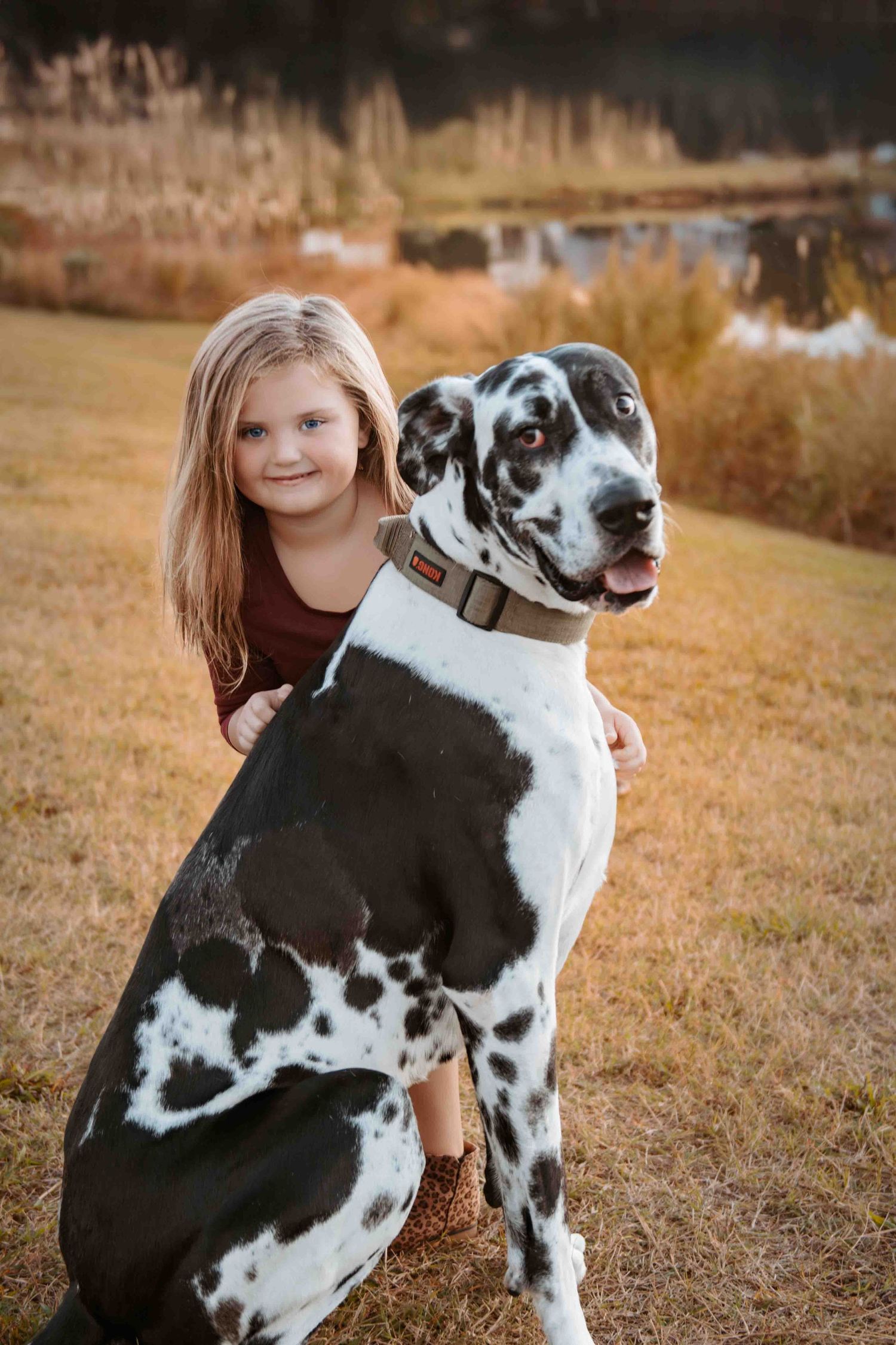 A black and white Great Dane dog poses in a grassy field during golden hour with autumn foliage in the background.