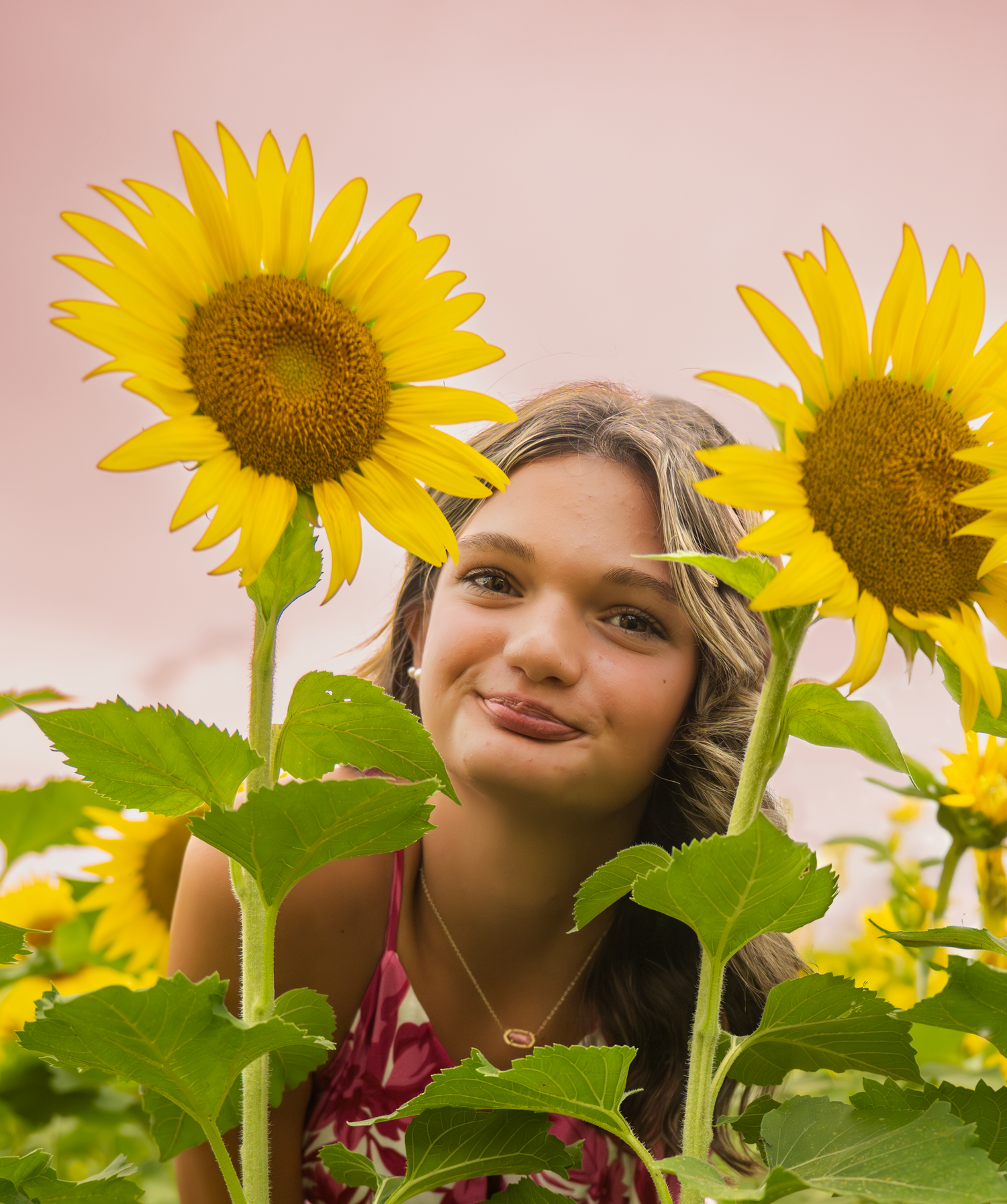 A sunflower field in full bloom under a pink sunset sky as seen through a long narrow panoramic view.