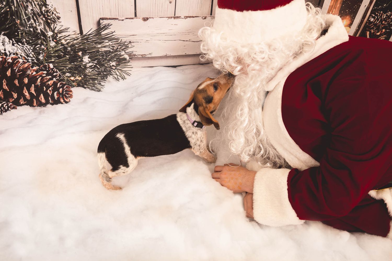A cute beagle puppy lies in white snow next to Christmas attire and pine cones for a festive holiday scene.