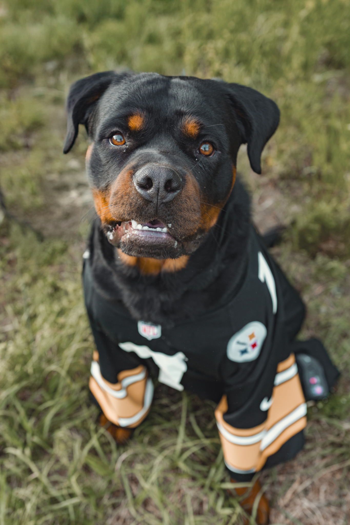Rottweiler dog wearing Pittsburgh Steelers NFL team jersey and sitting on grass outside.