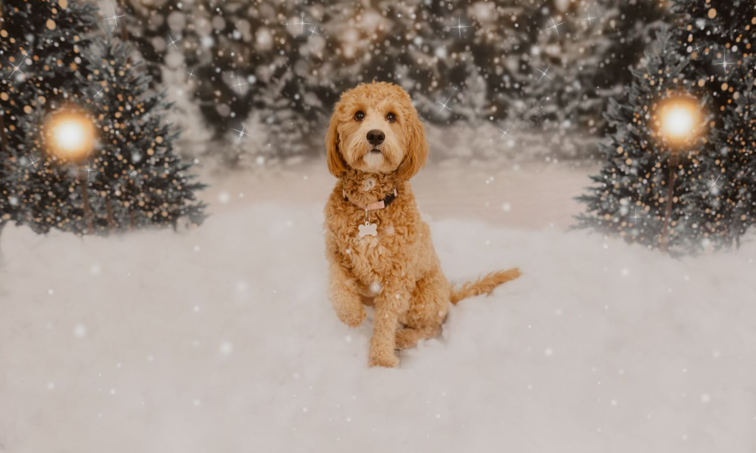 Golden doodle dog sitting in snow with falling snowflakes and glowing bokeh lights in winter wonderland setting.