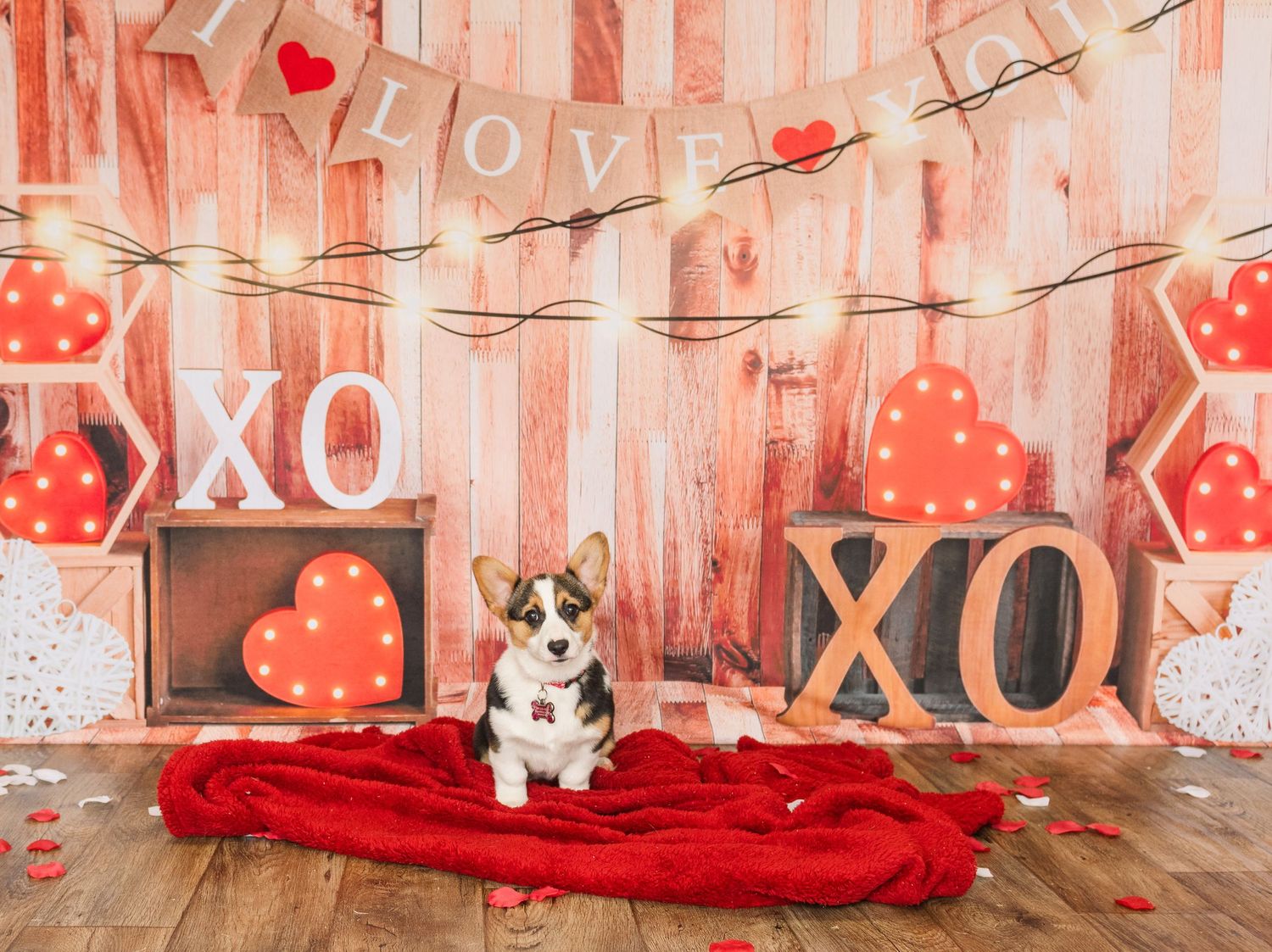 A small French bulldog sits on red fabric against a Valentine's Day backdrop with XO signs and heart decorations.