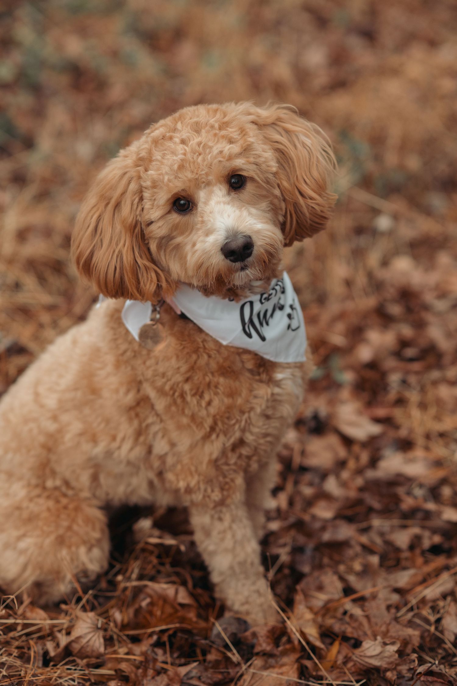 Cute goldendoodle puppy wearing white bandana sits on fallen autumn leaves in outdoor portrait.