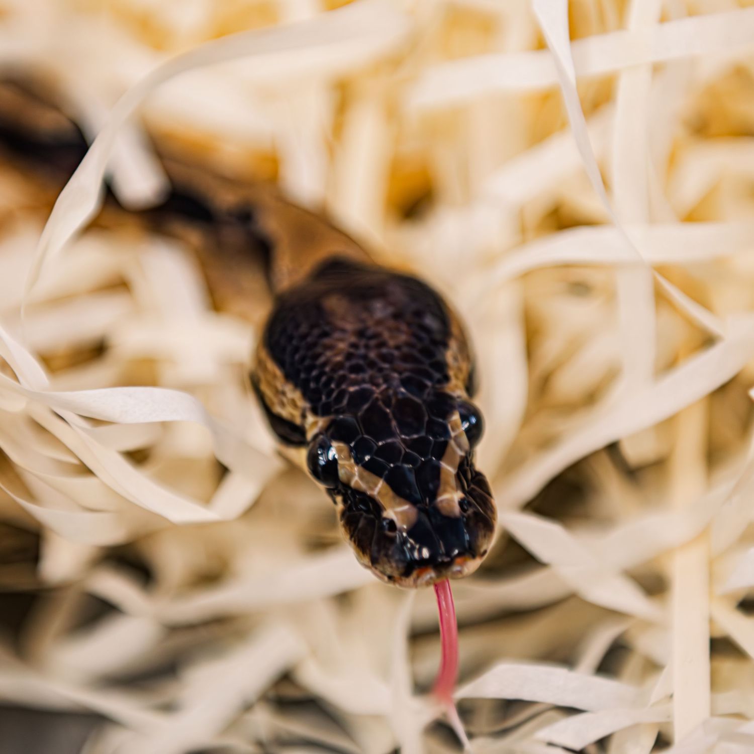 Close-up macro shot of a dark snake with flicking tongue against light-colored straw background.