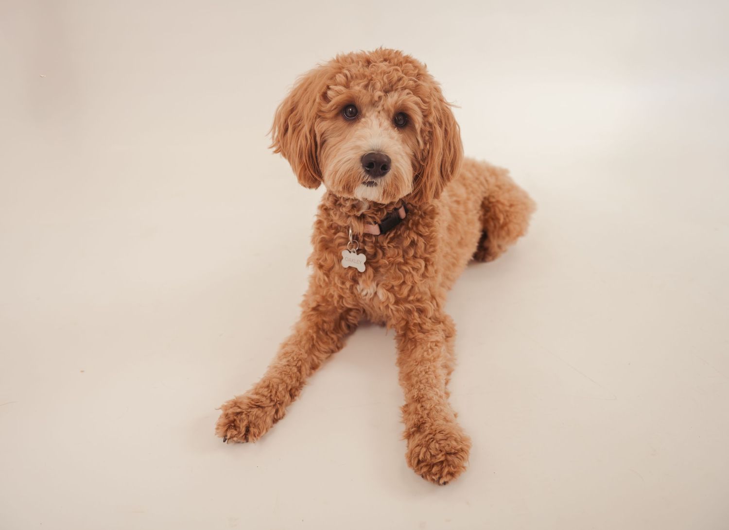 A fluffy goldendoodle dog with curly reddish-brown fur lies on a white background with a friendly expression.