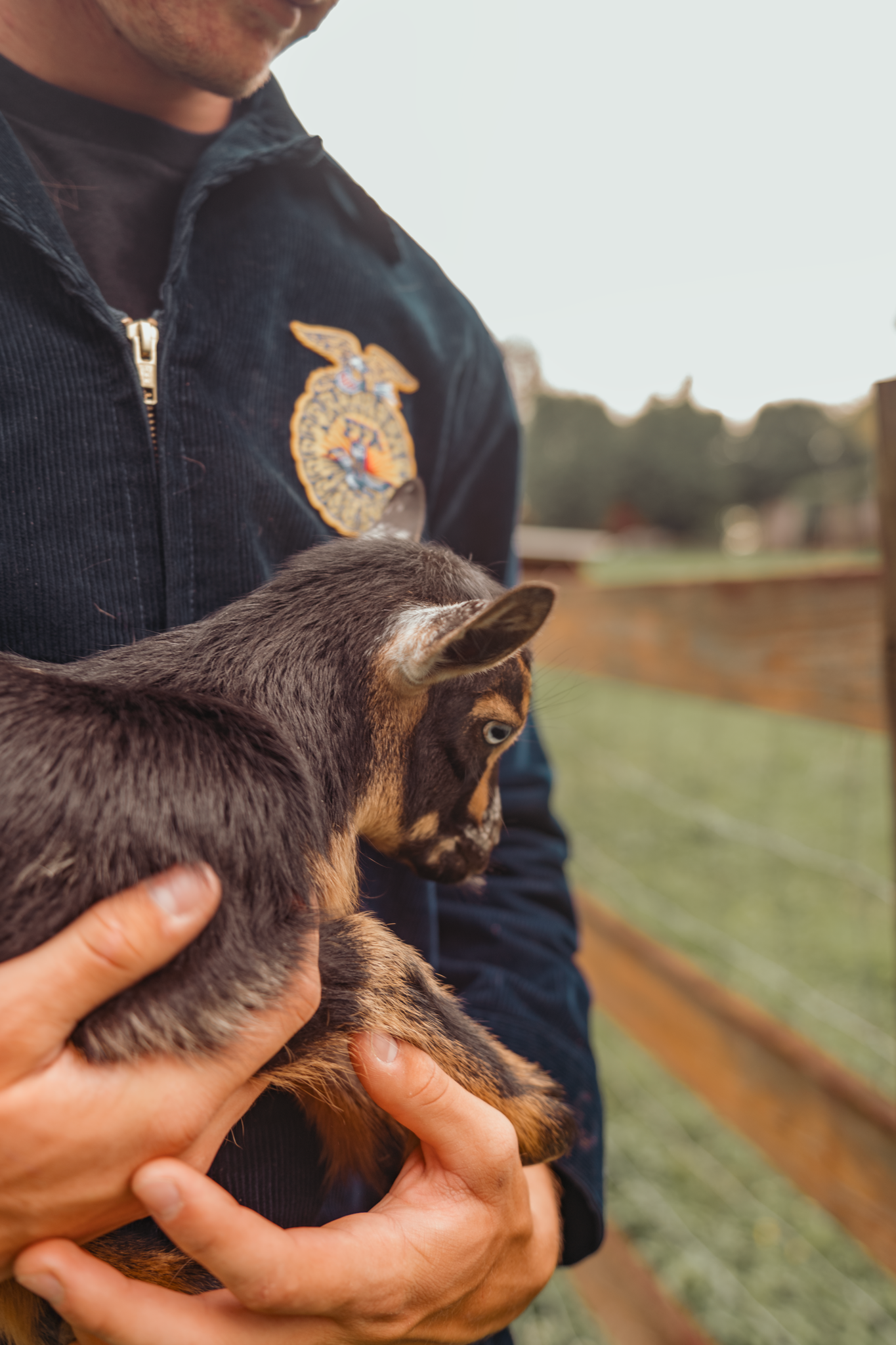FFA member in navy jacket holds small black and tan goat on a farm with wooden fencing in background.