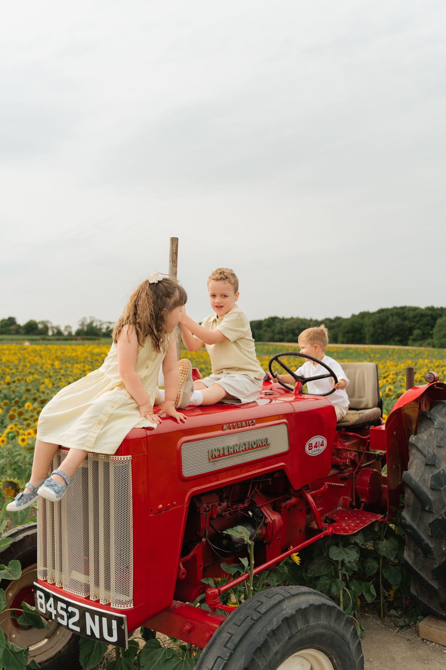 Three children playing on a vintage red International tractor in a sunflower field on a cloudy day.