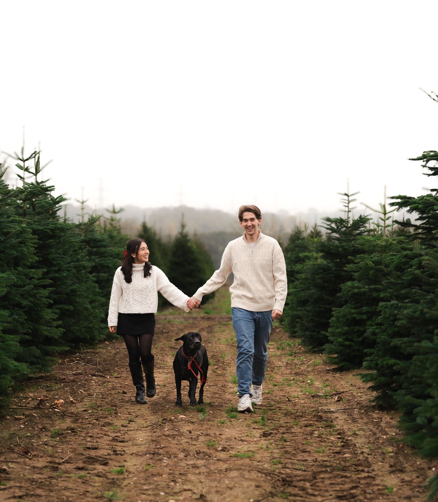 Couple holding hands walking black Labrador through Christmas tree farm path surrounded by evergreen trees.