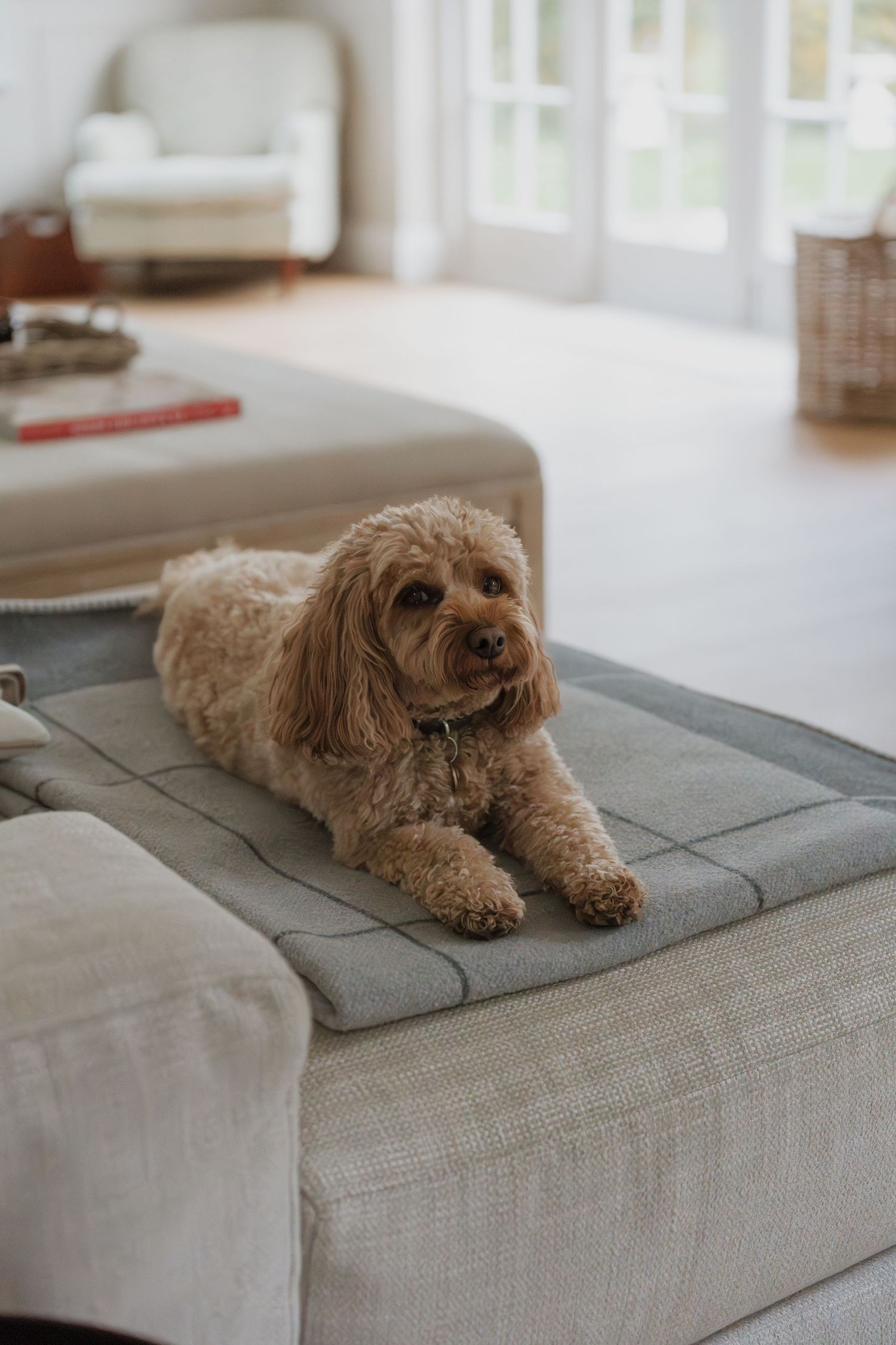 A fluffy brown Goldendoodle dog relaxes on a light gray couch in a sunlit living room. Relaxed home photography in Derbyshire.