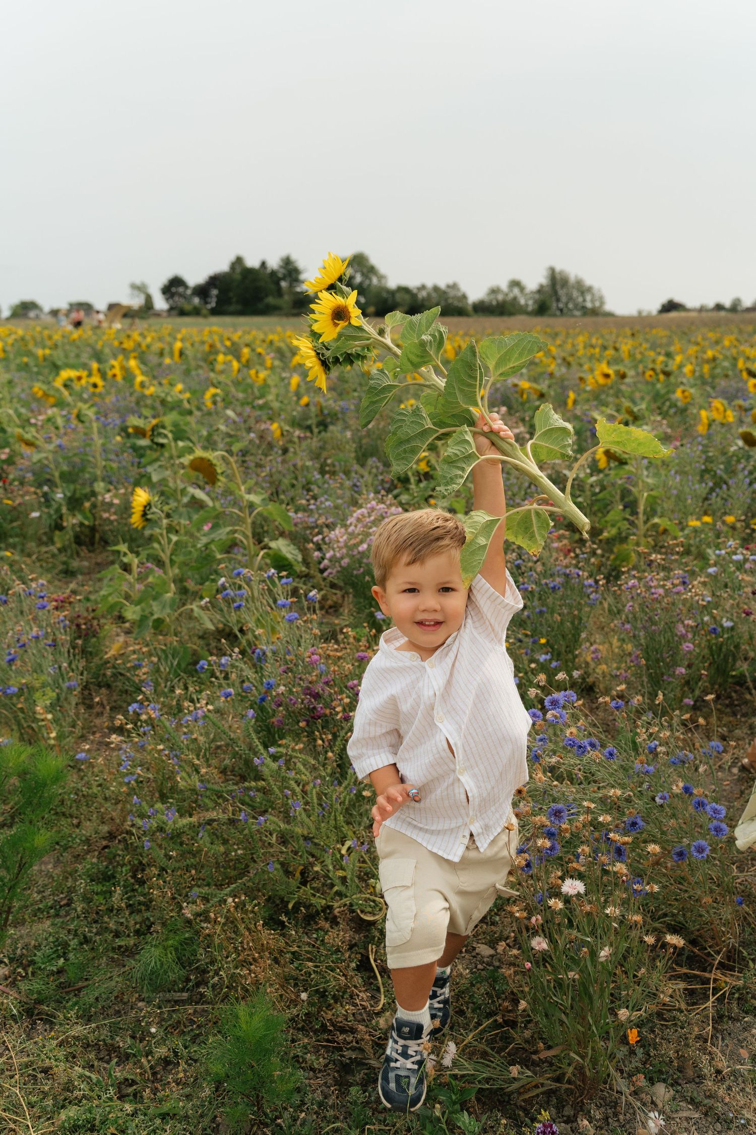 A joyful toddler boy holds up a sunflower in a vibrant field of sunflowers and wildflowers on a cloudy day.