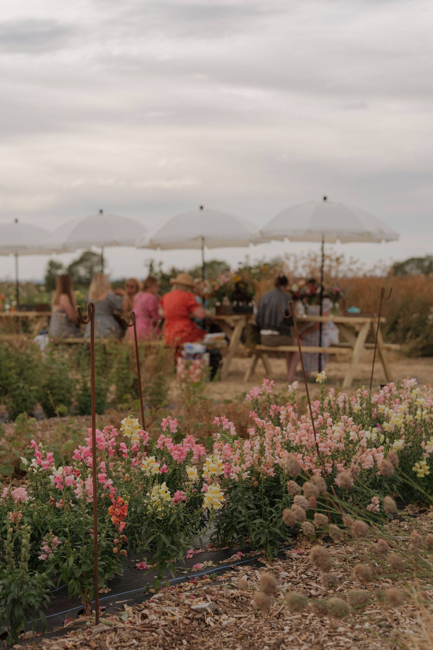 Pink and white snapdragons bloom in a flower farm with guests gathered under white umbrellas in the background.