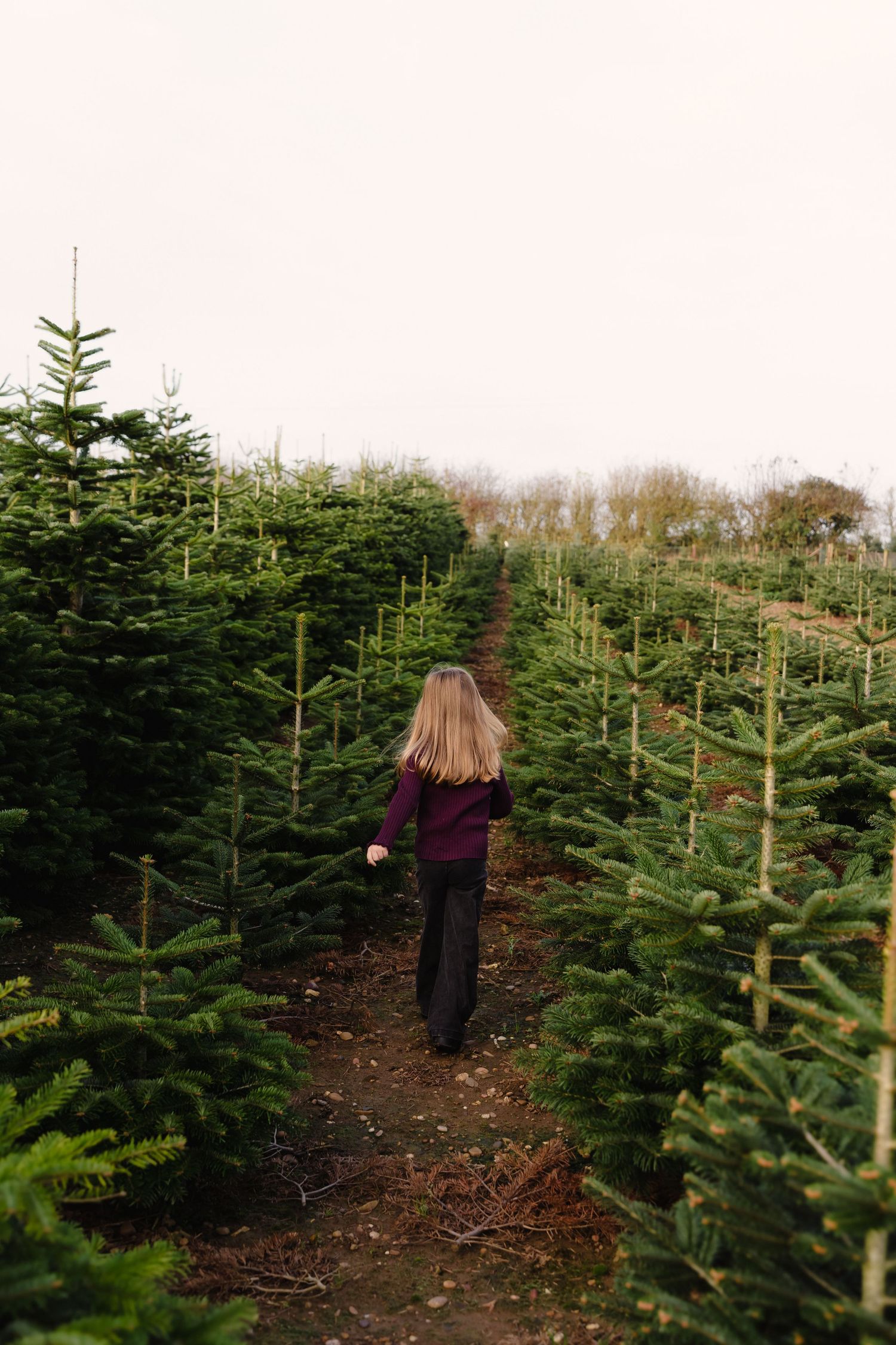 Woman walking through rows of green Christmas trees at a festive tree farm, wearing a burgundy sweater and black pants.