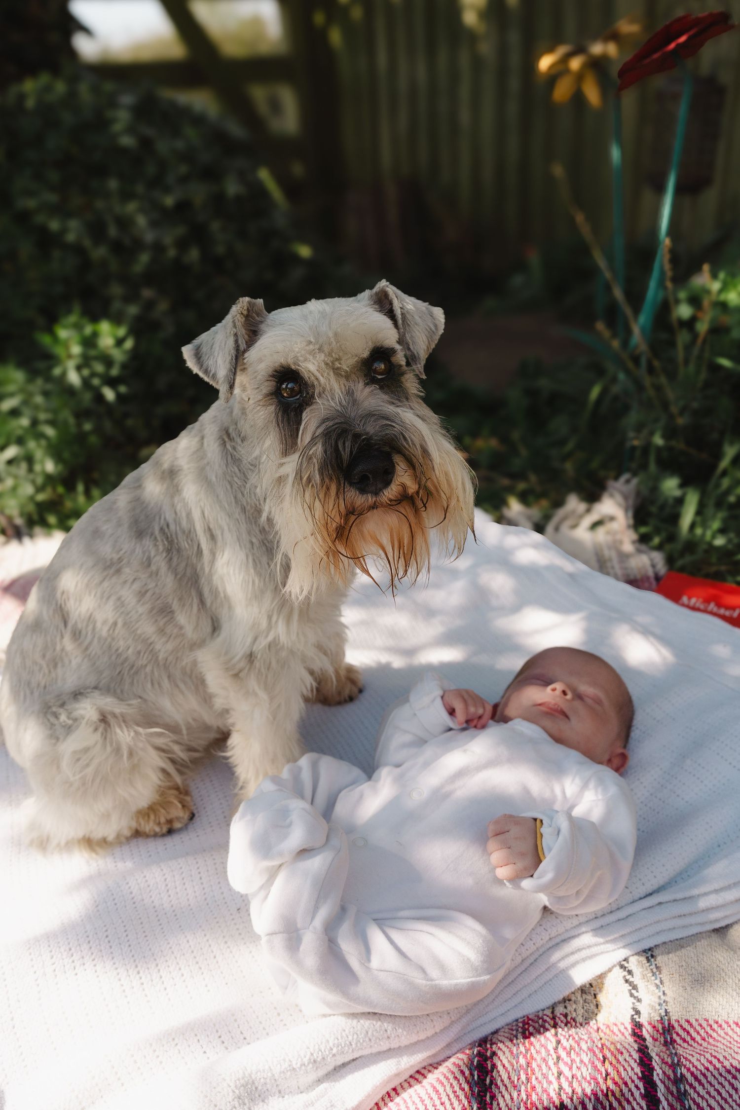 A small gray Miniature Schnauzer dog curiously watches over a sleeping baby on a white blanket in a sunny outdoor setting.