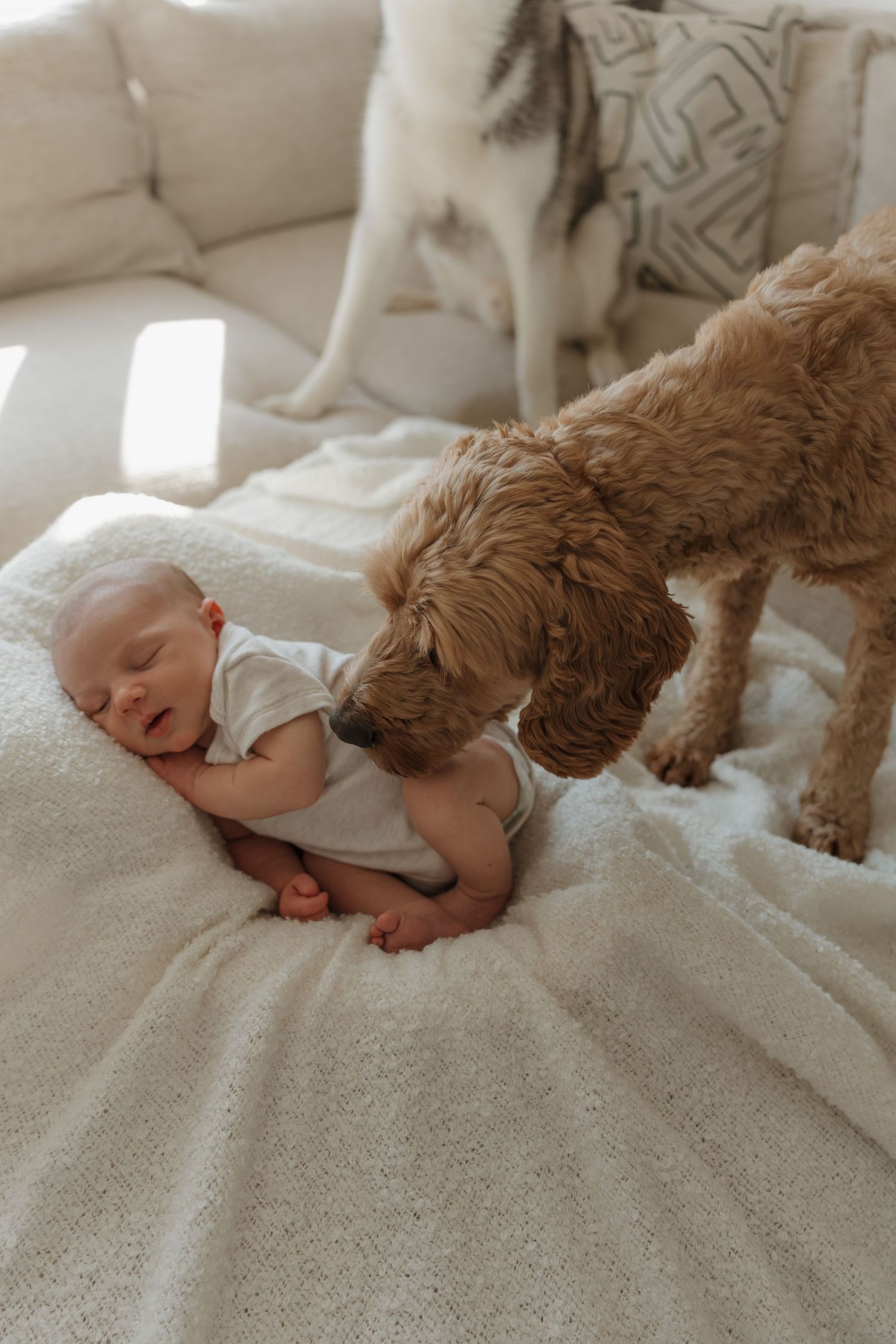 Sleeping baby with pets around him. Image taken at an in home photography shoot by Shots by Maz in Derbyshire.