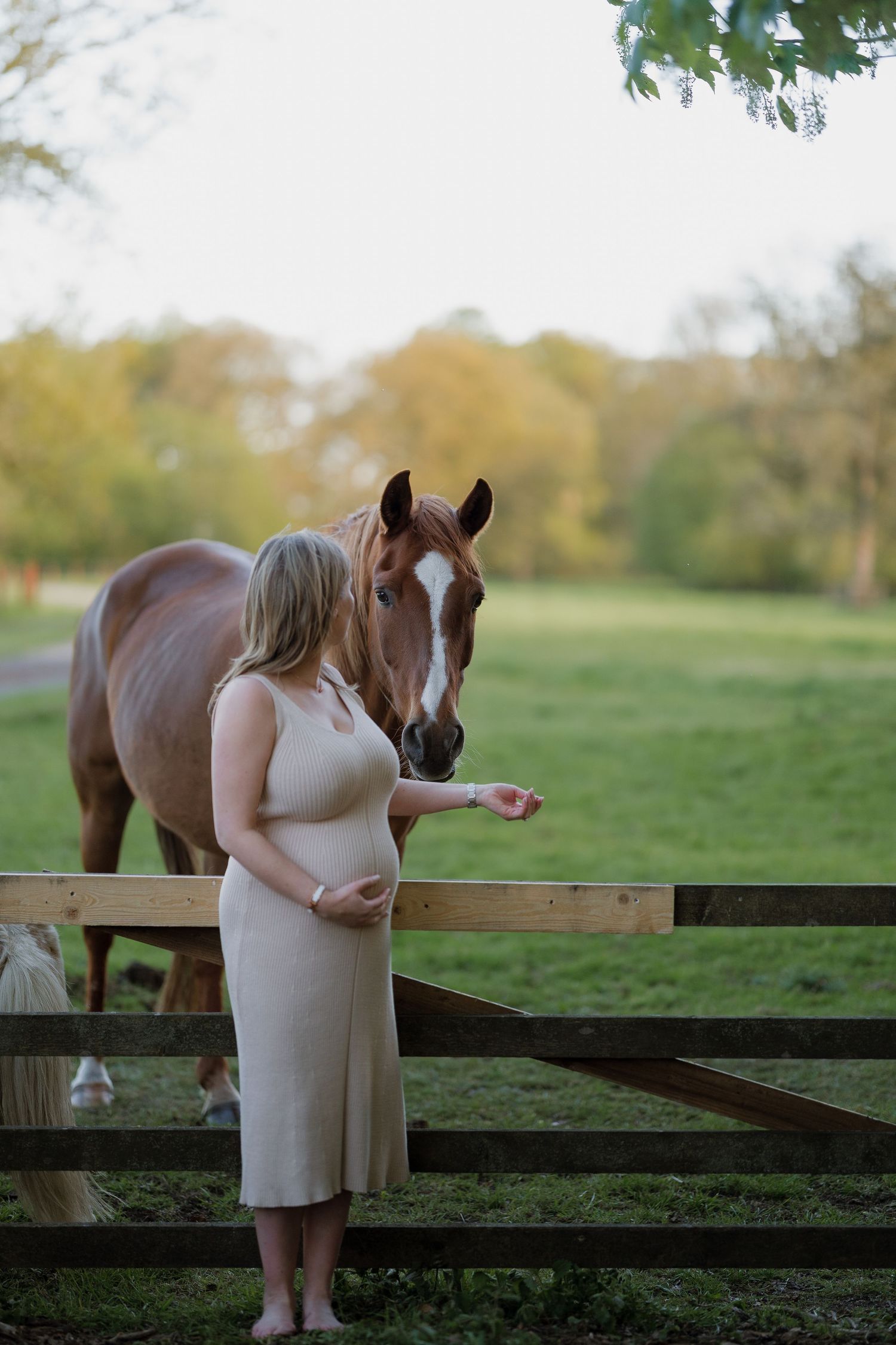 Pregnant woman in beige dress feeding a chestnut horse over a wooden fence in a lush green pasture.